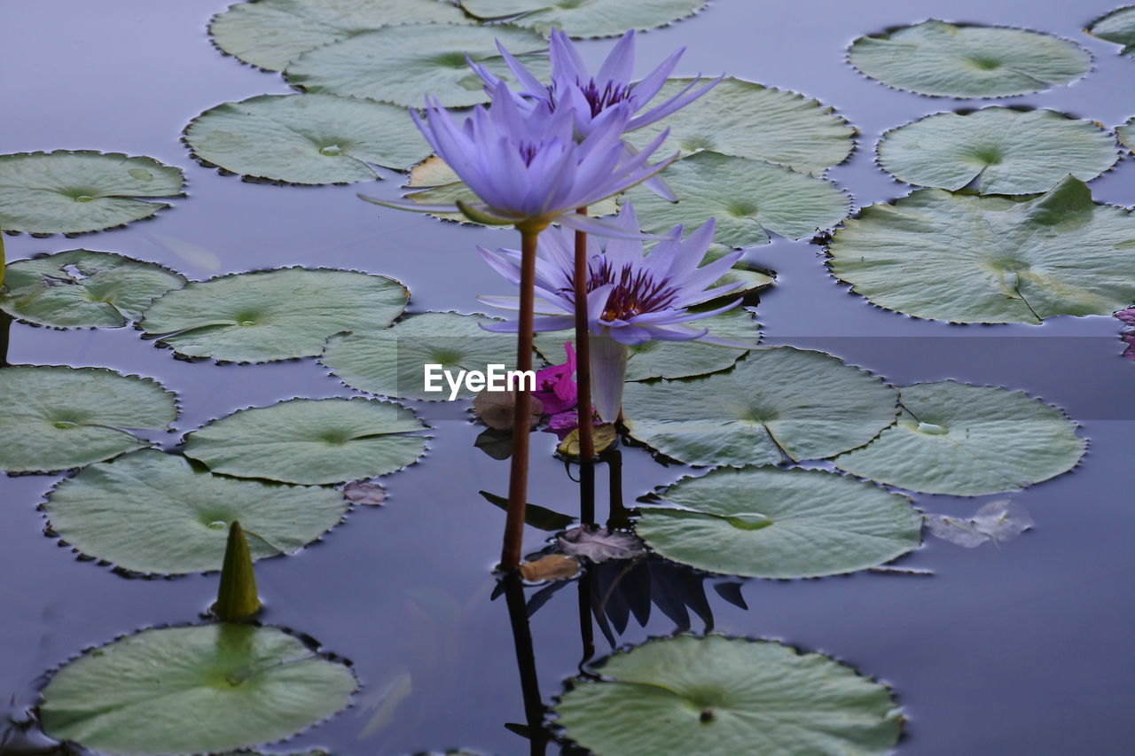 Water lilies blooming in pond