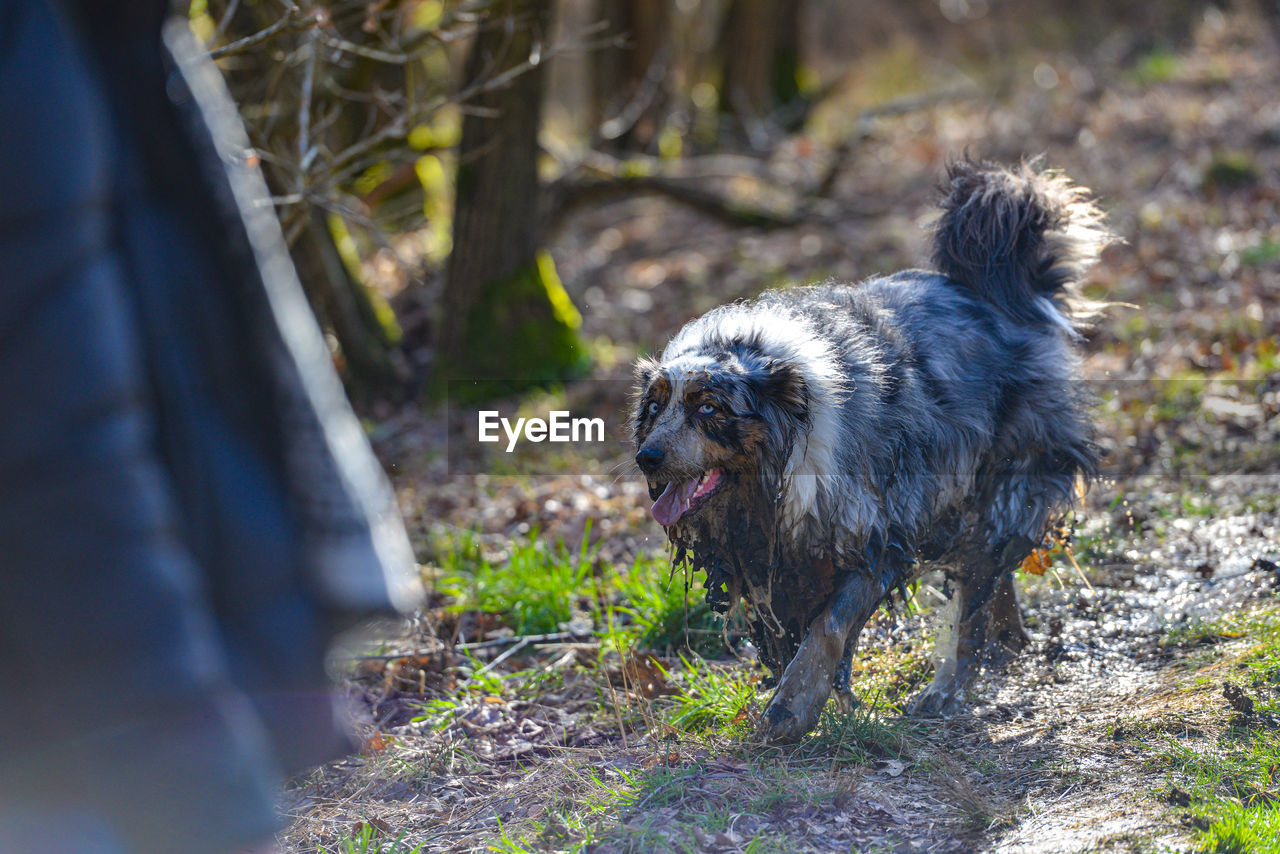 animal themes, one animal, animal, mammal, pet, dog, canine, domestic animals, nature, no people, plant, portrait, outdoors, selective focus, lap dog, day, puppy