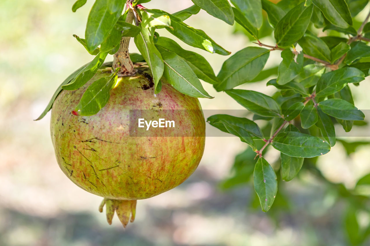 Close up pomegranates on tree banches in green nature.