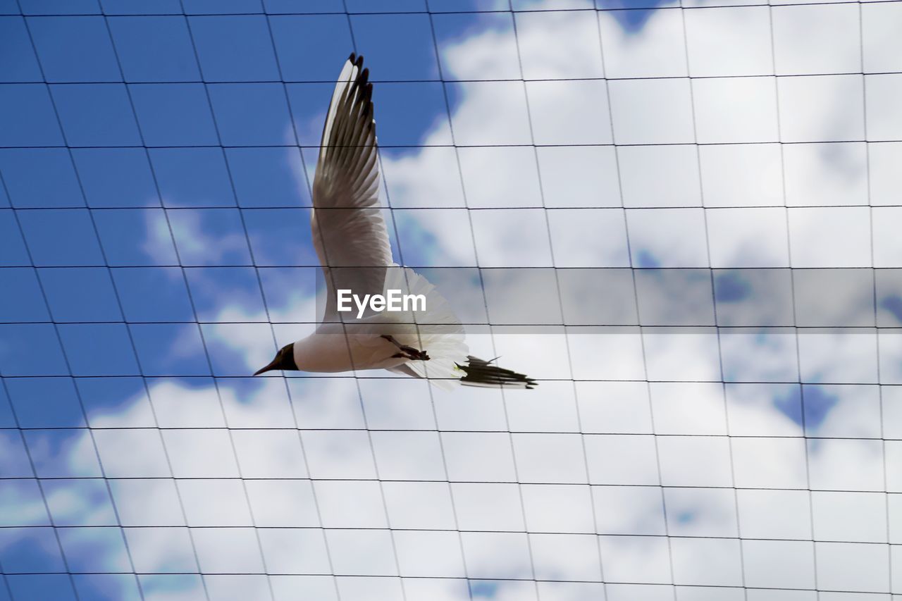 Low angle view of black-headed gulls flying against sky seen through net