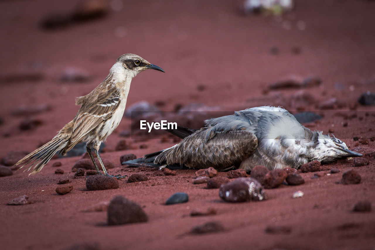 Galapagos mockingbird watching dead bird on beach