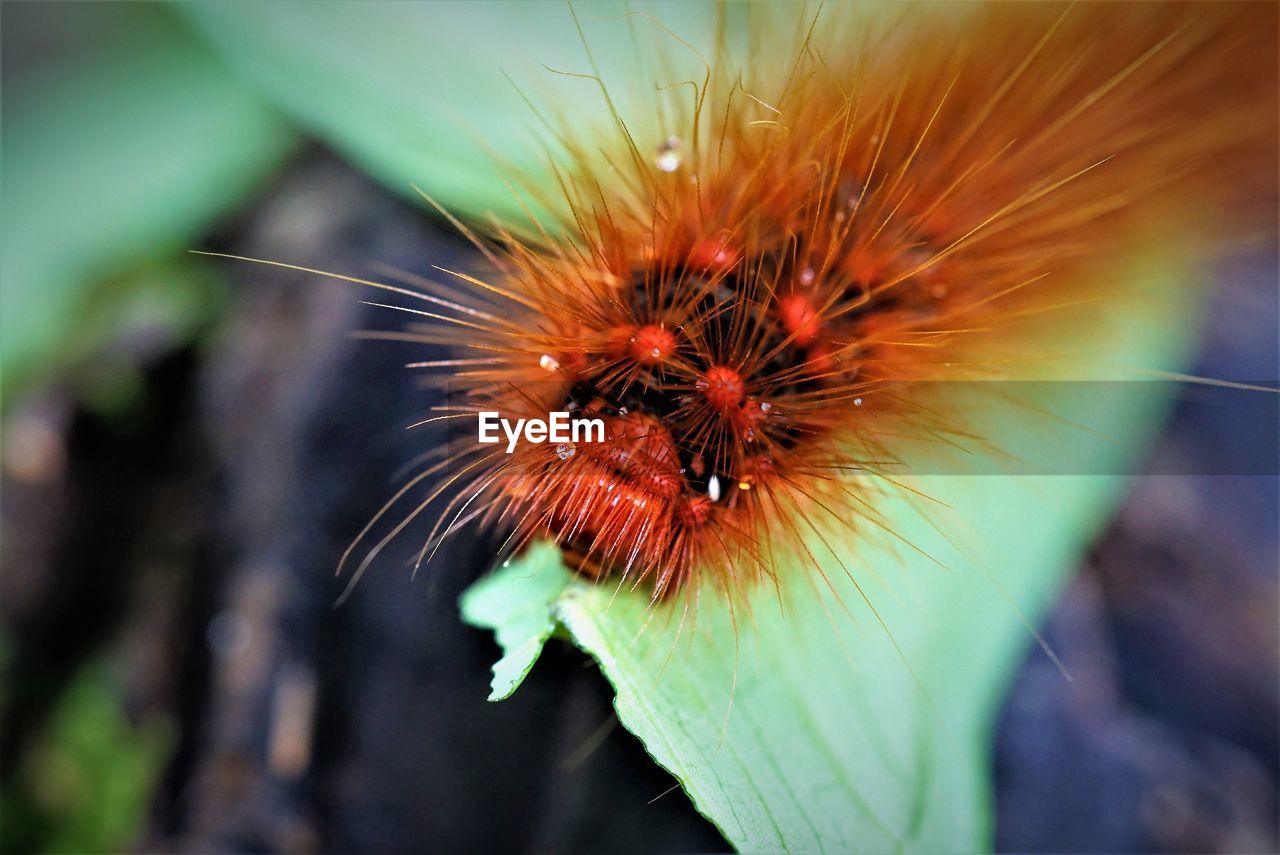 CLOSE-UP OF INSECTS ON FLOWER