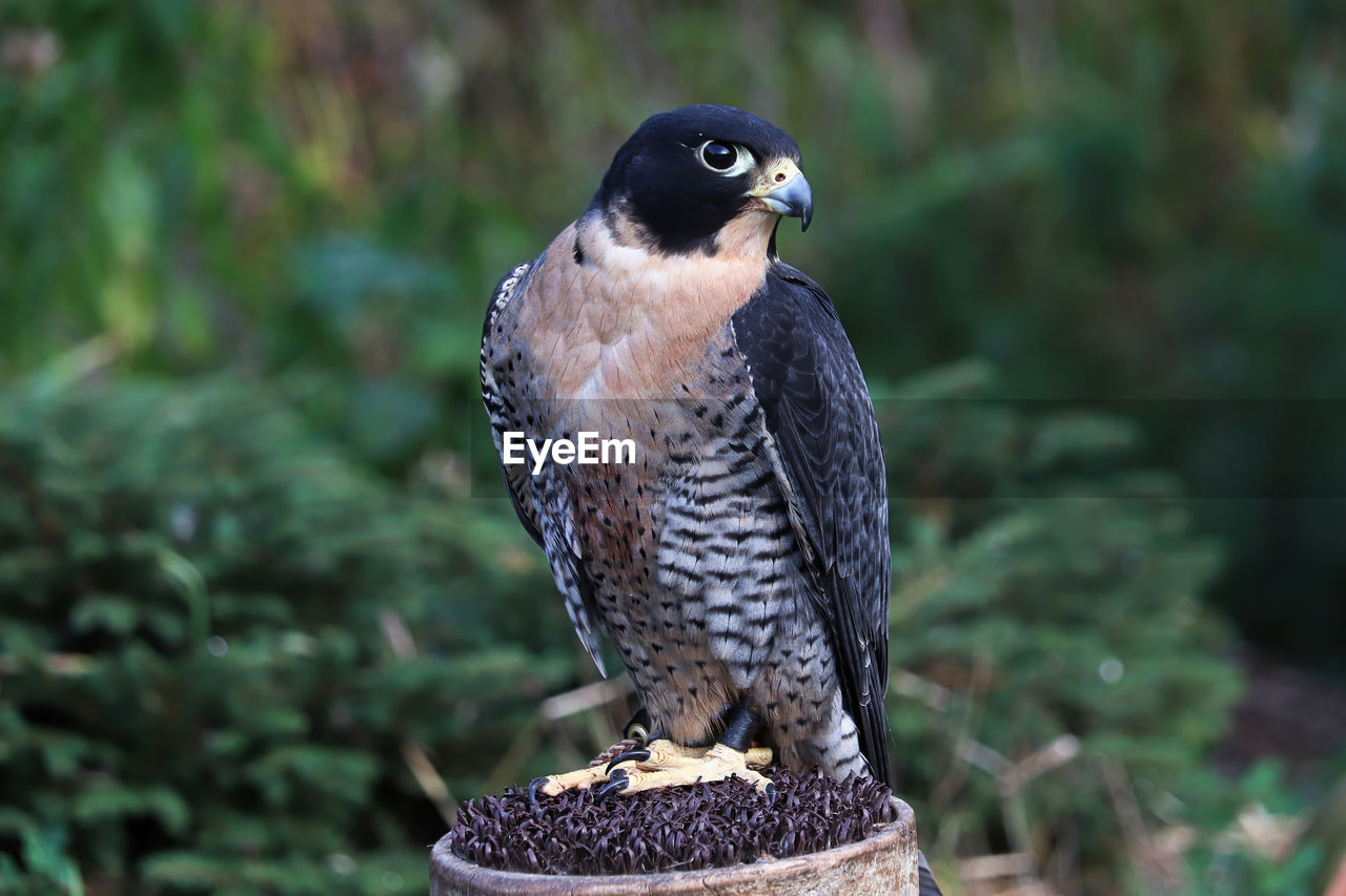 Closeup view of a peregrine falcon on a perch