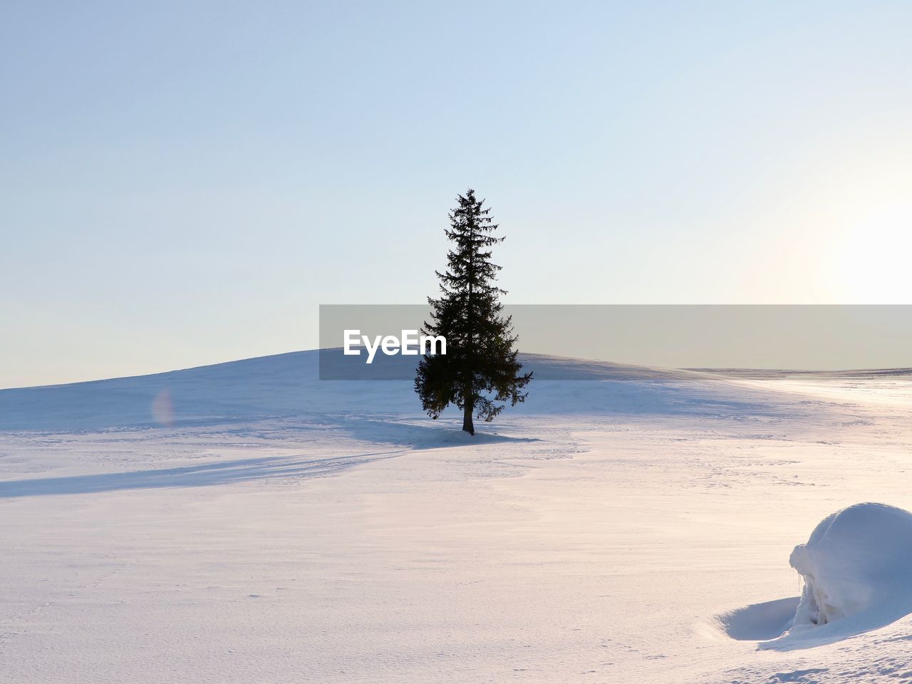 Trees on snow covered field against sky during winter