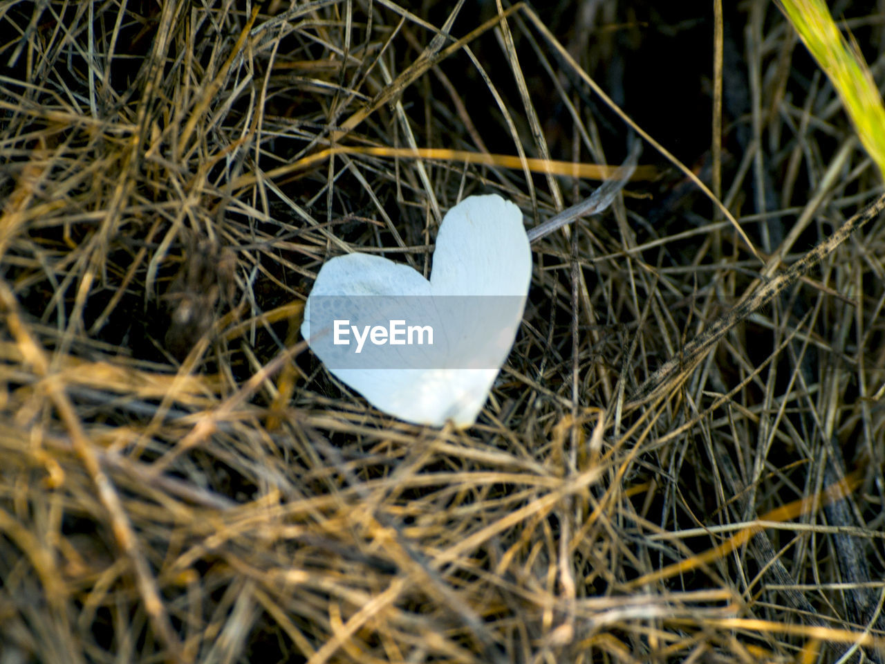 CLOSE-UP OF HEART SHAPED GRASS