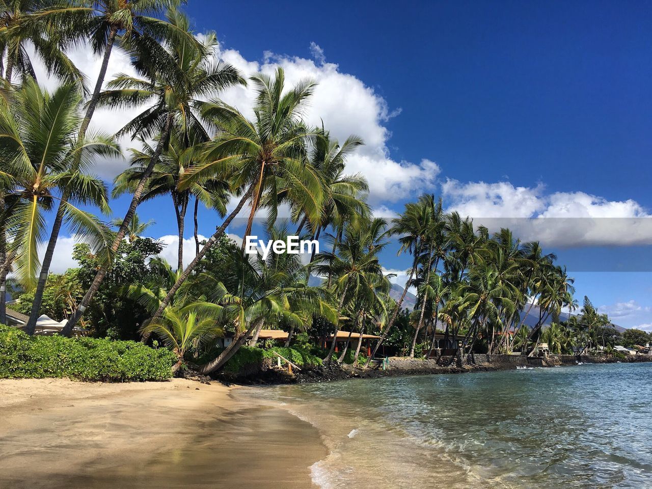 Palm trees on beach against blue sky