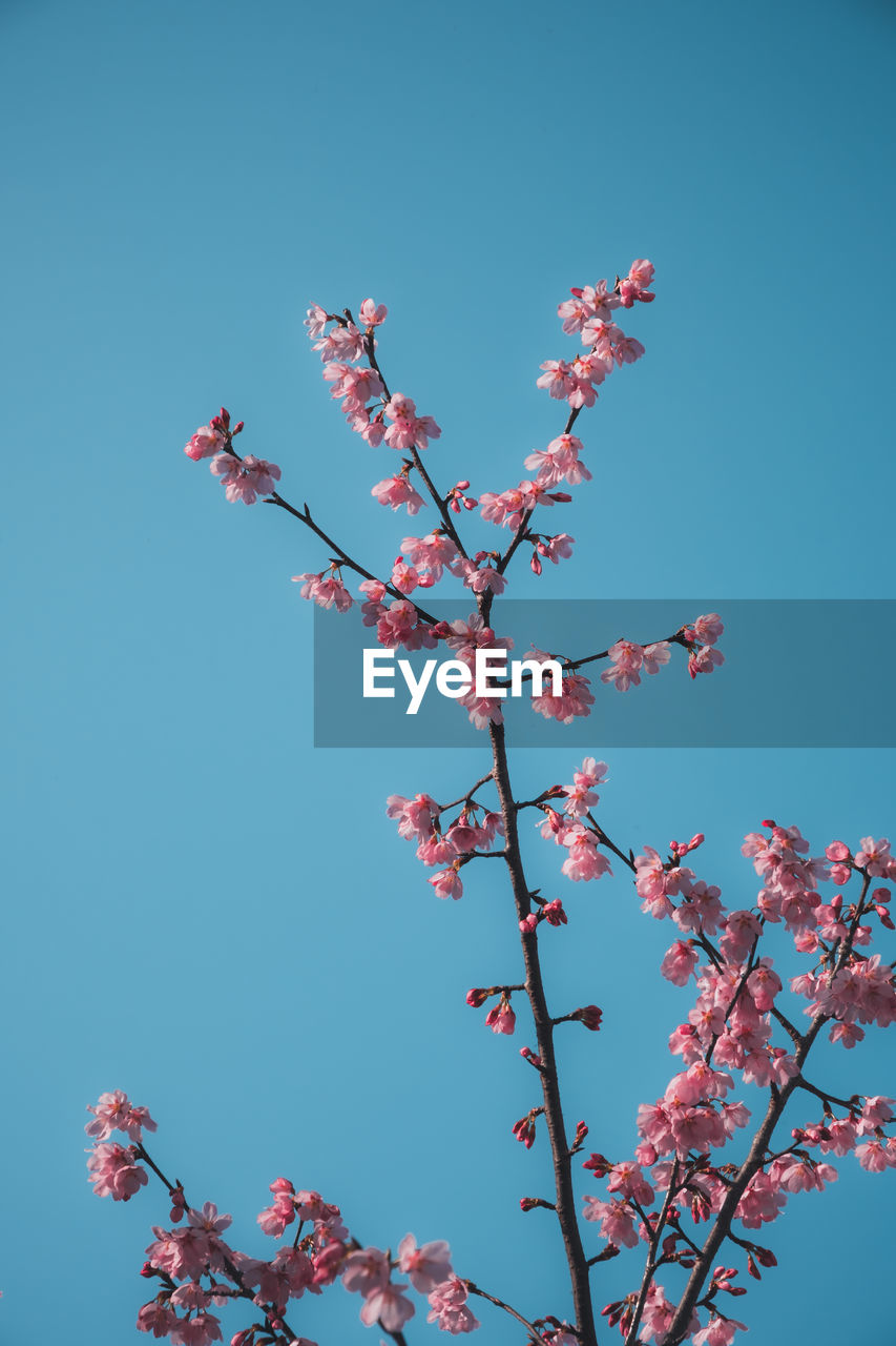 Low angle view of tree against clear blue sky