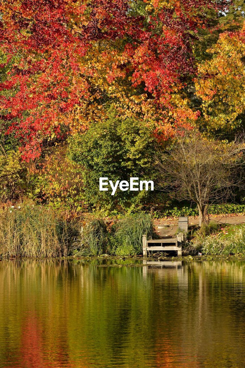 SCENIC VIEW OF LAKE IN AUTUMN TREES