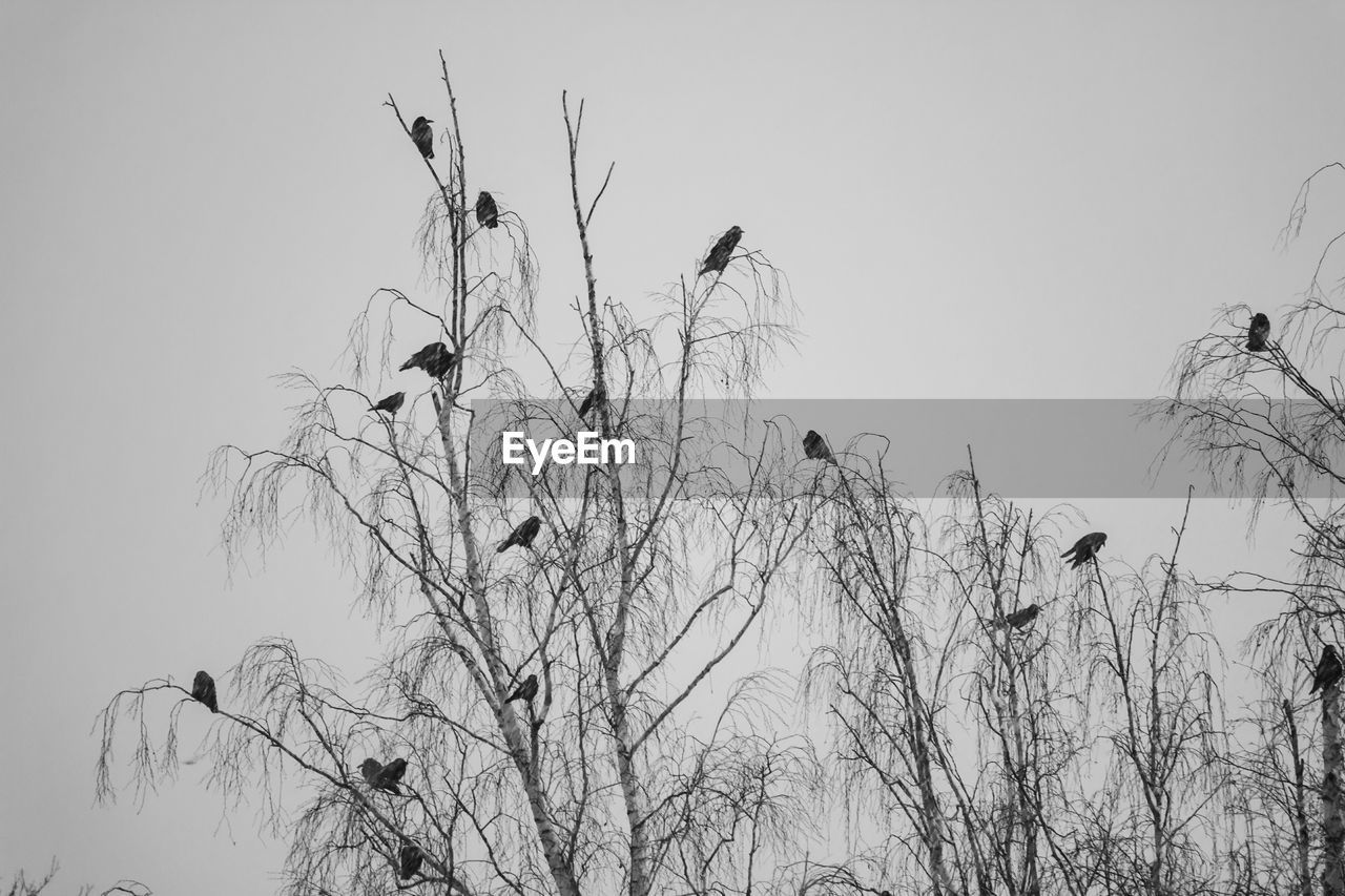 LOW ANGLE VIEW OF SILHOUETTE BIRDS ON TREE AGAINST SKY