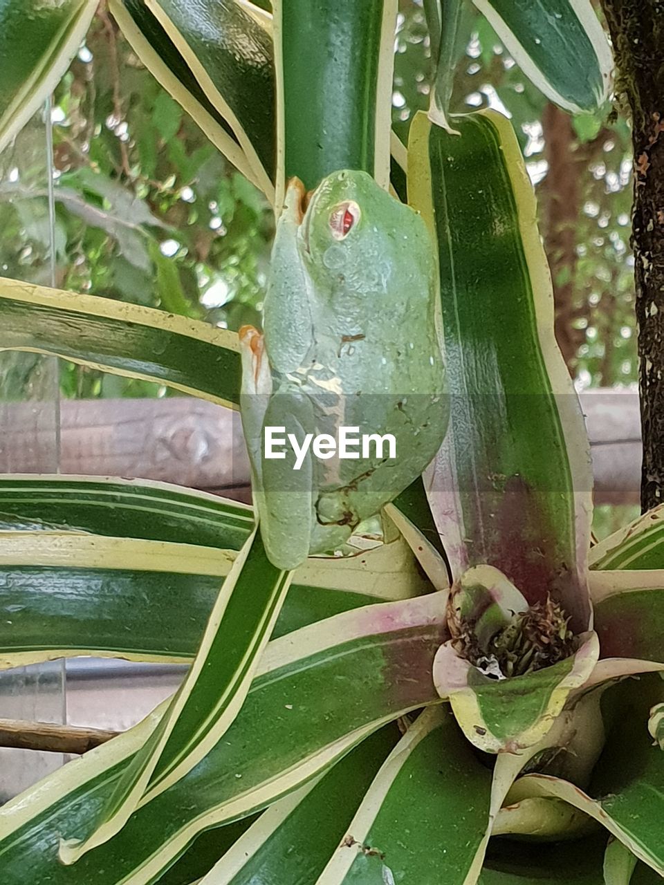 CLOSE-UP OF FROG ON LEAF