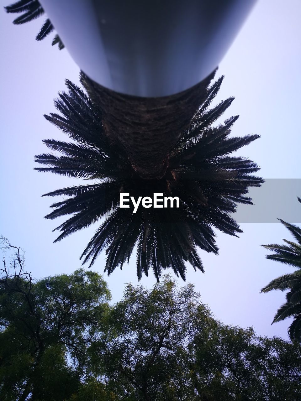CLOSE-UP OF PALM TREE AGAINST CLEAR SKY