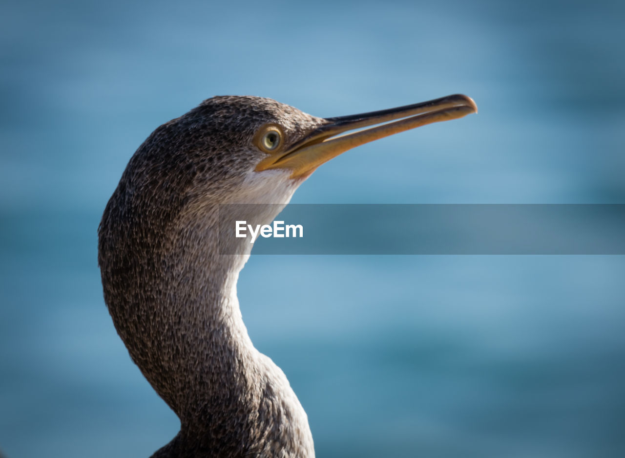 Close-up of a bird