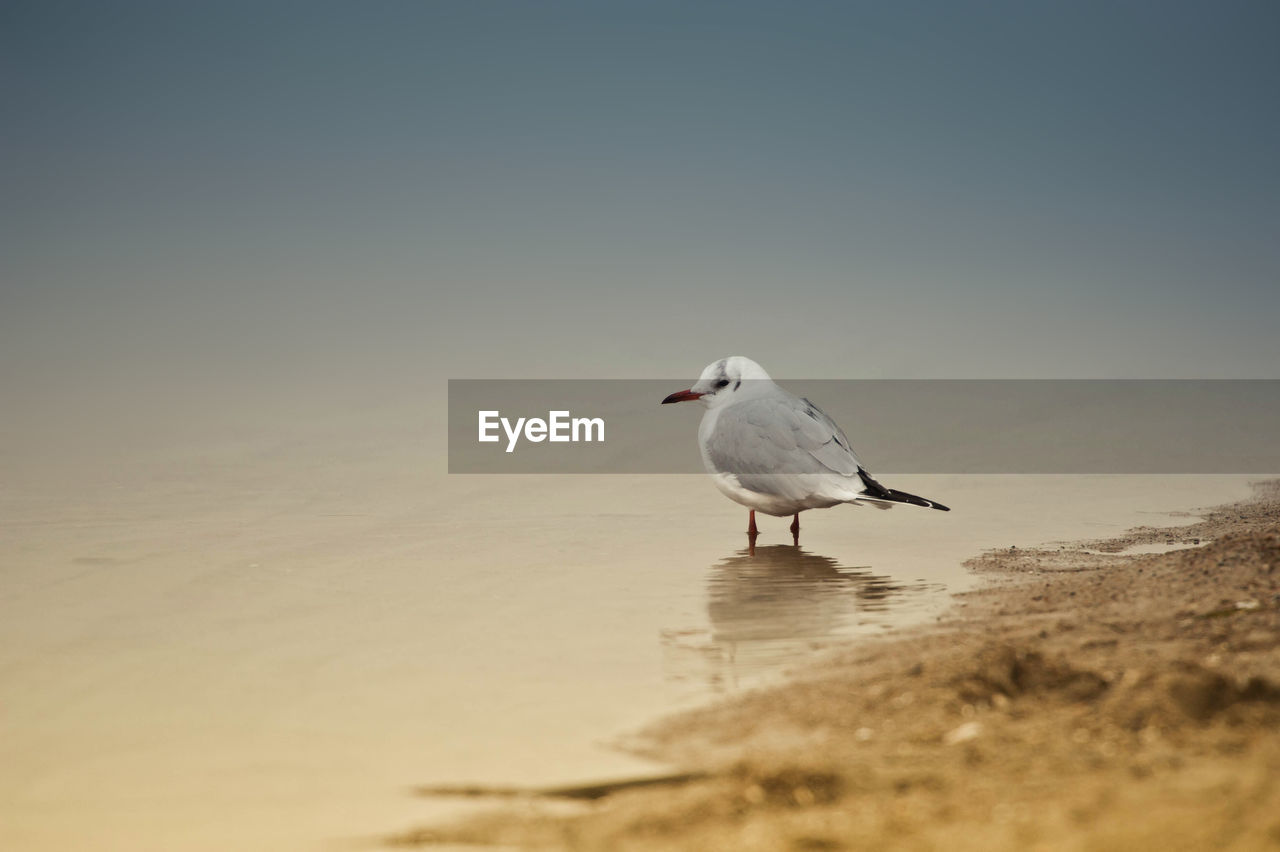 SEAGULLS ON BEACH