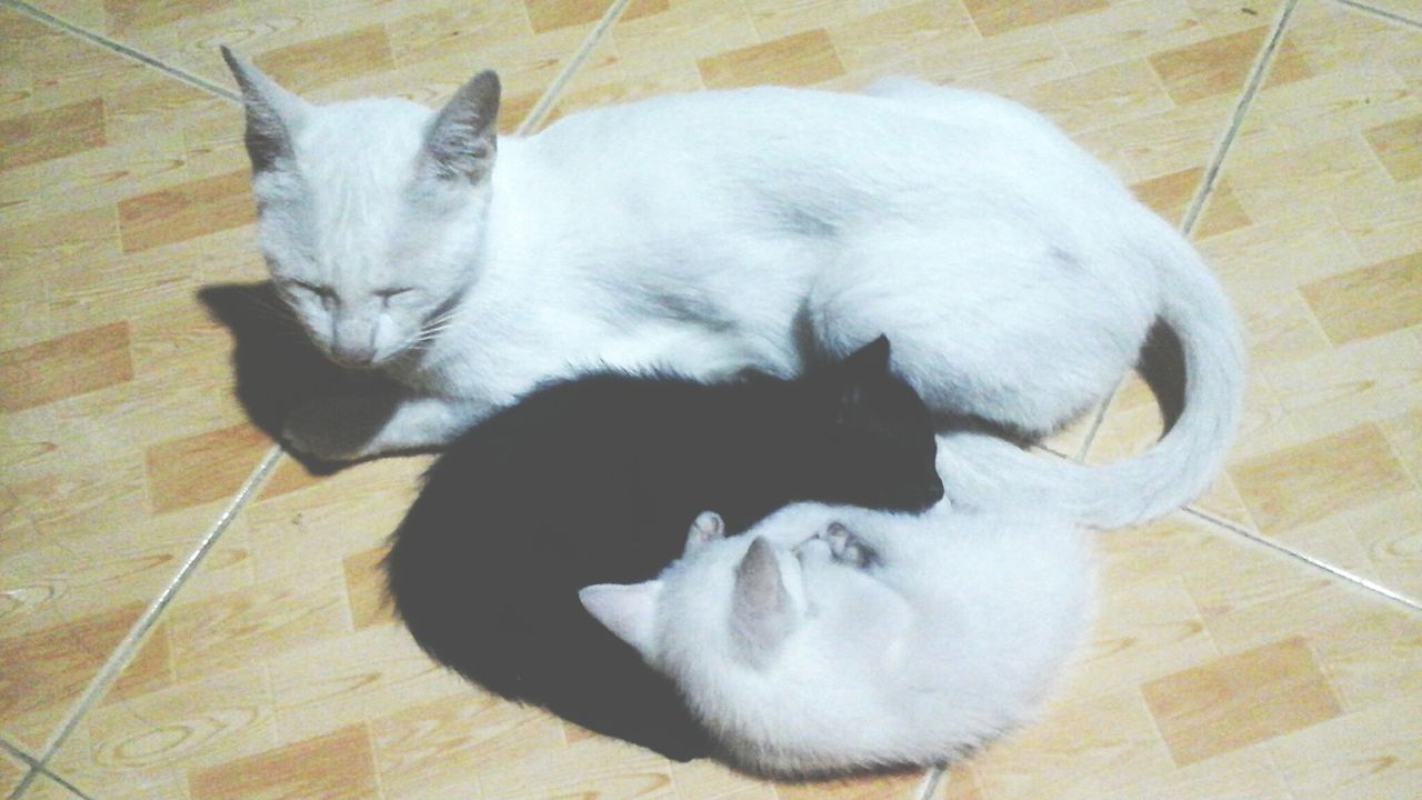 Black and white cats on floor