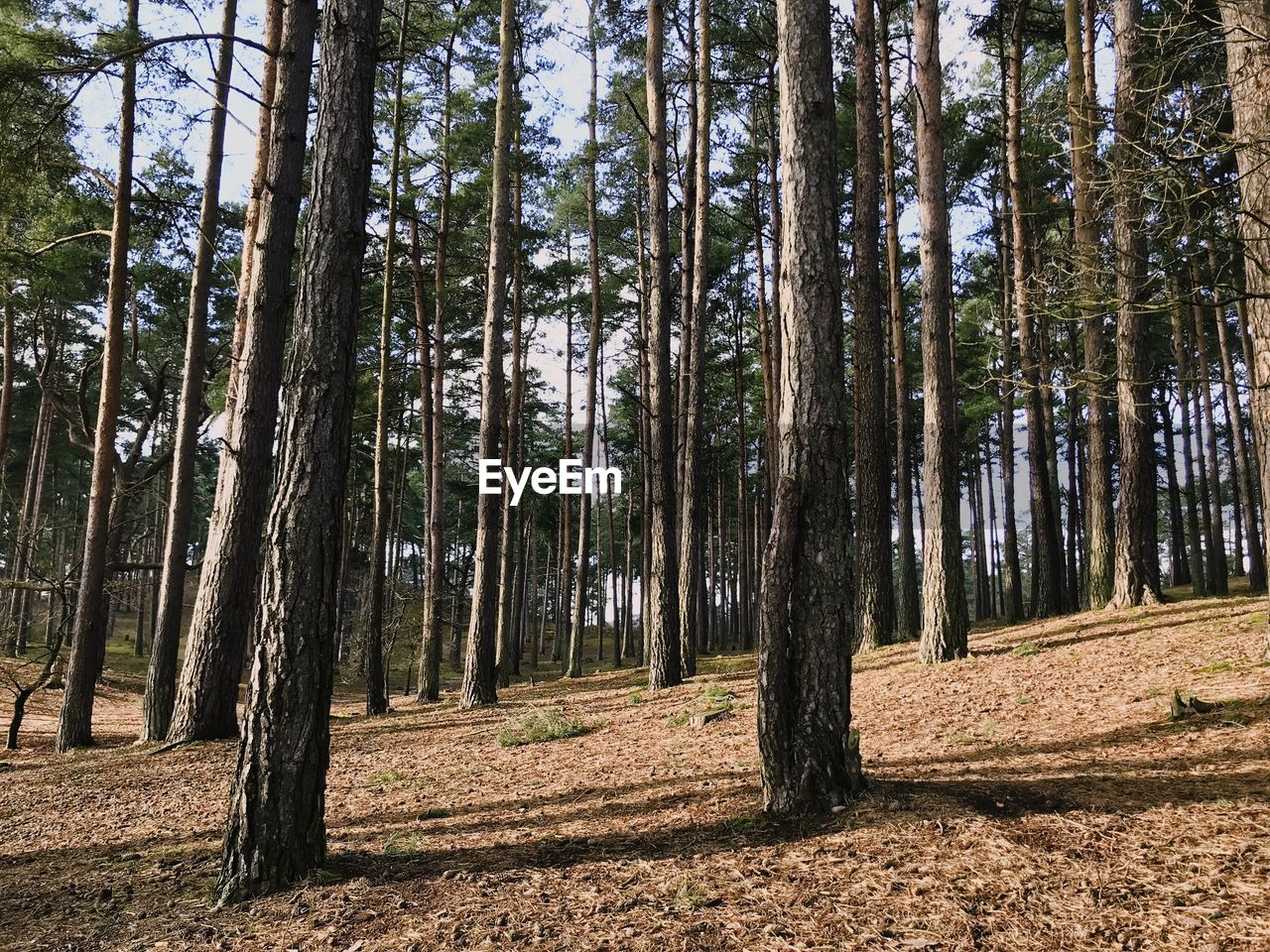 TREES GROWING IN FOREST