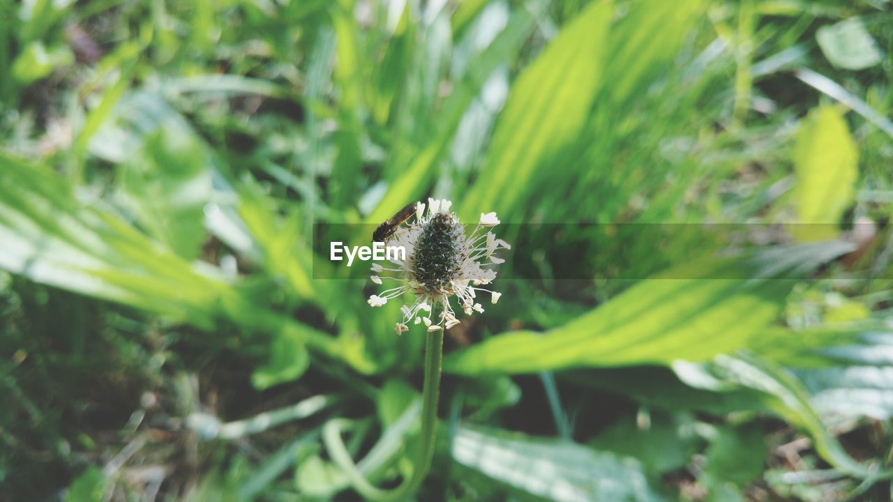 Close-up of green flower in park