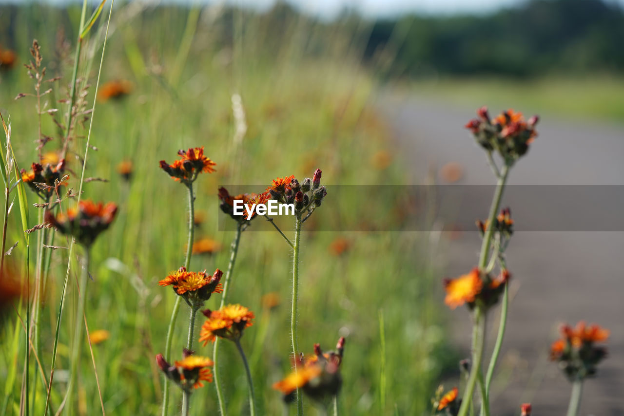 Close-up of flowering plants on field