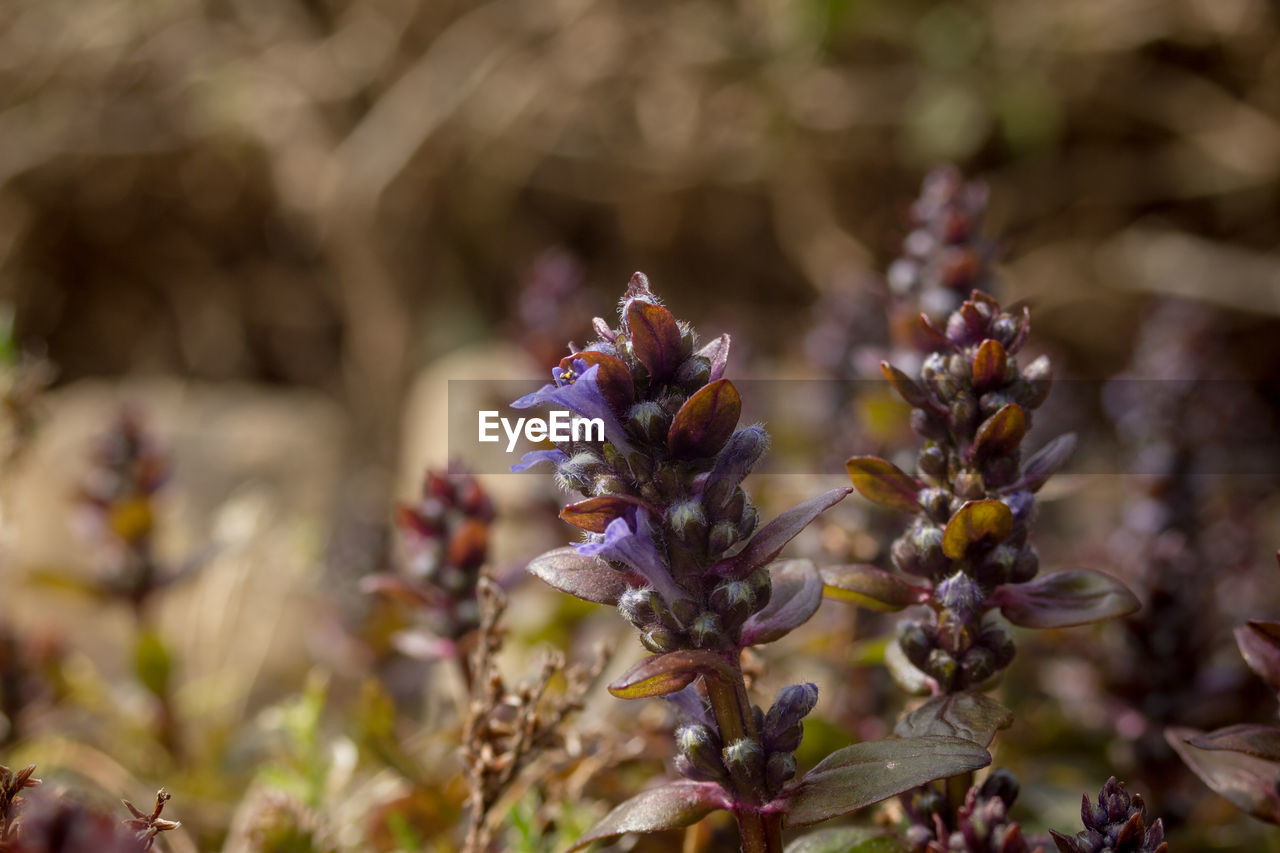 CLOSE UP VIEW OF PURPLE FLOWERING PLANT