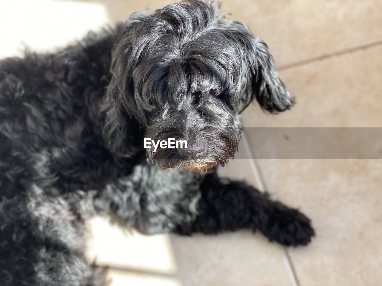 PORTRAIT OF DOG