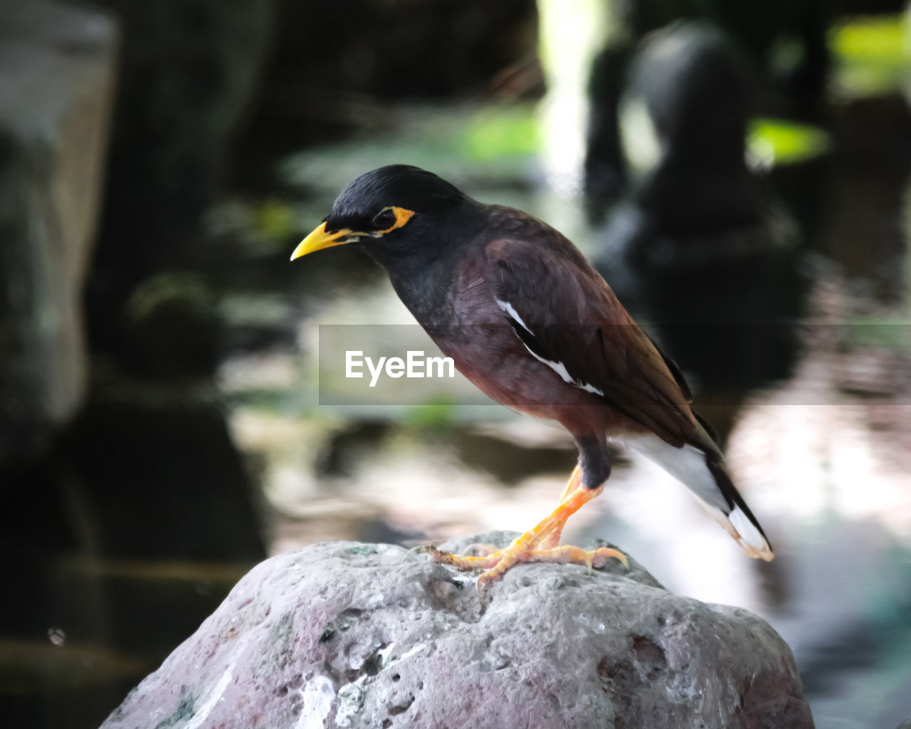 CLOSE-UP OF SPARROW PERCHING ON ROCK