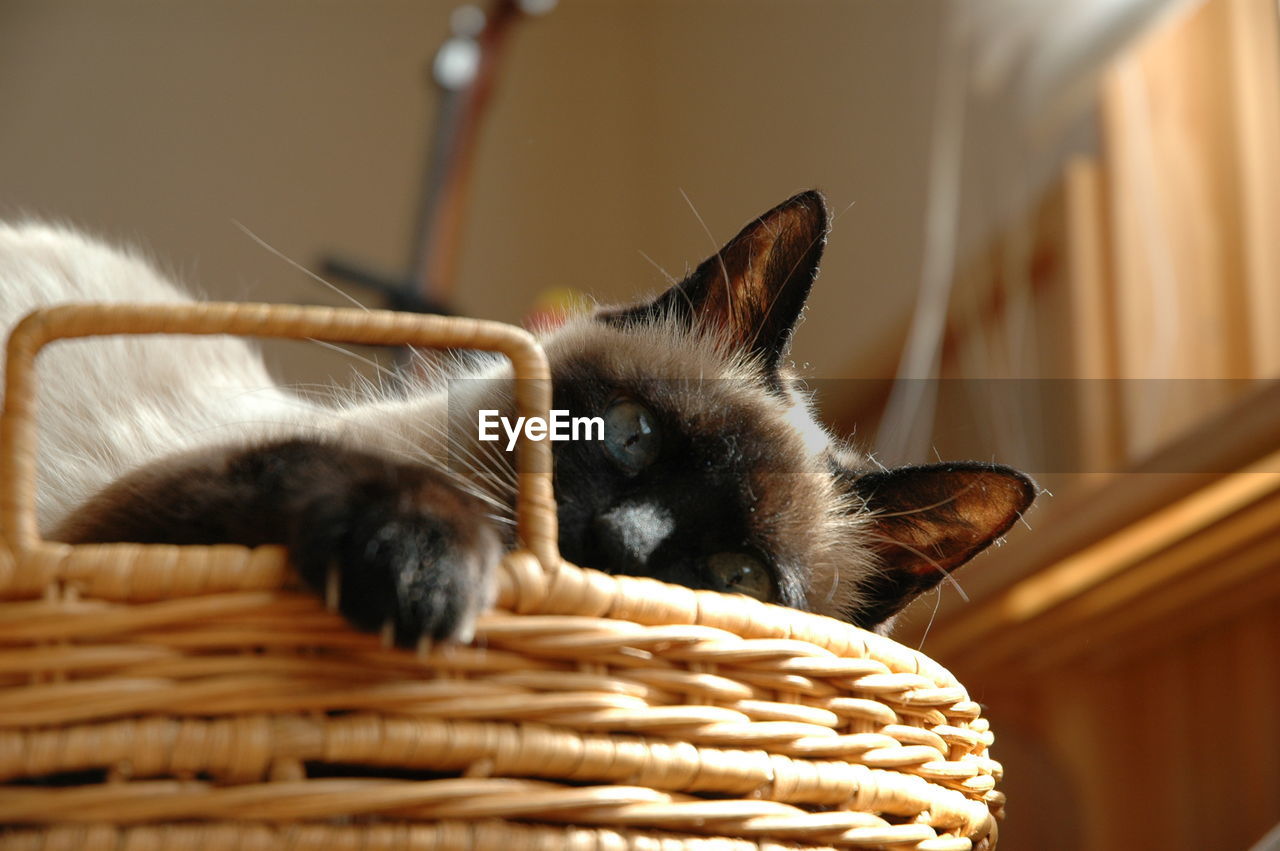 CLOSE-UP OF CAT RELAXING ON BASKET