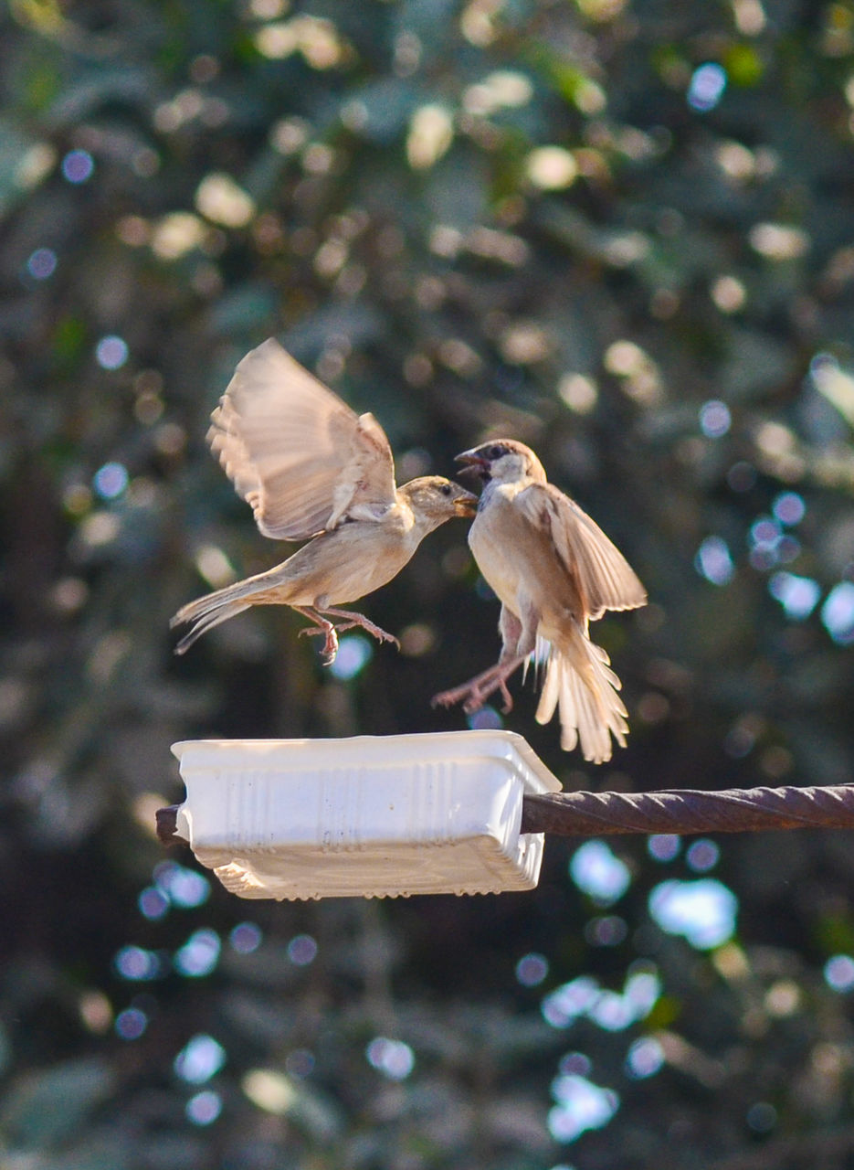 Sparrows flying over feeder outdoors