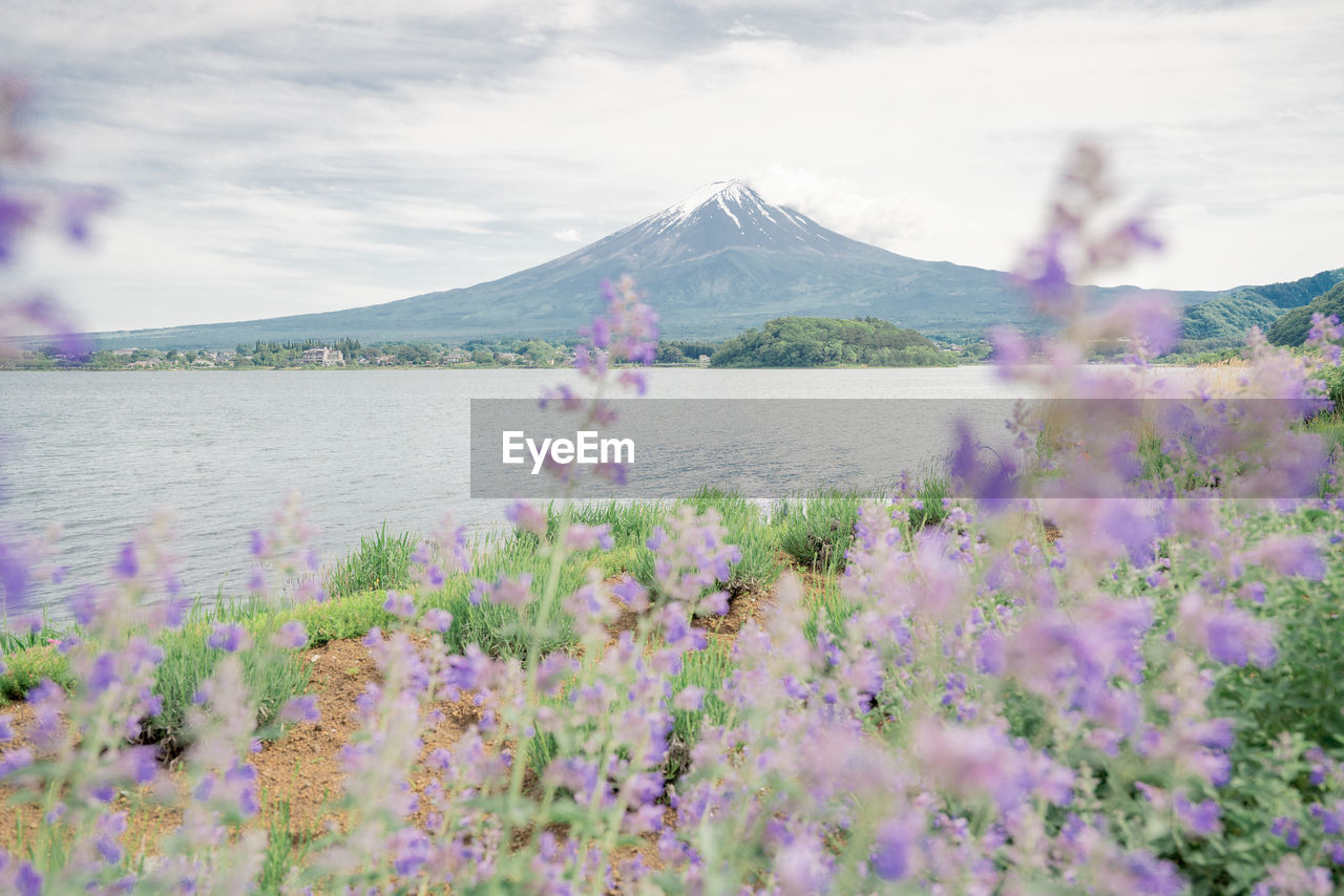 PURPLE FLOWERING PLANTS ON LAND