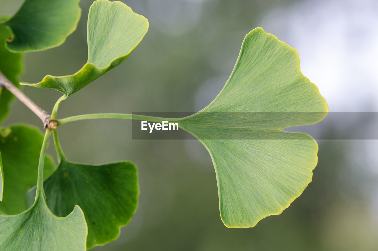 Close-up of green leaves