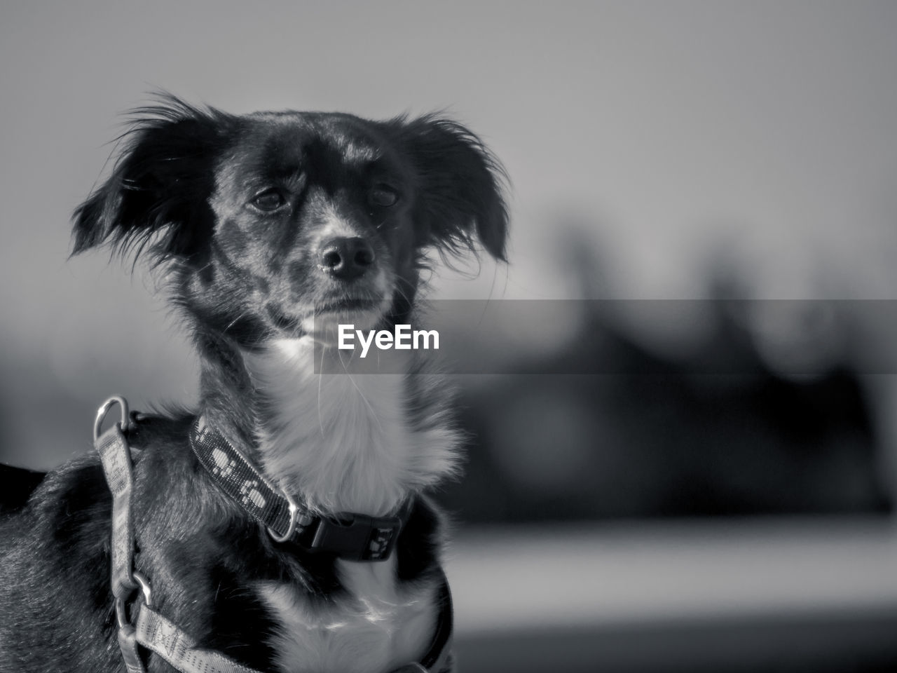 Close-up portrait of dog