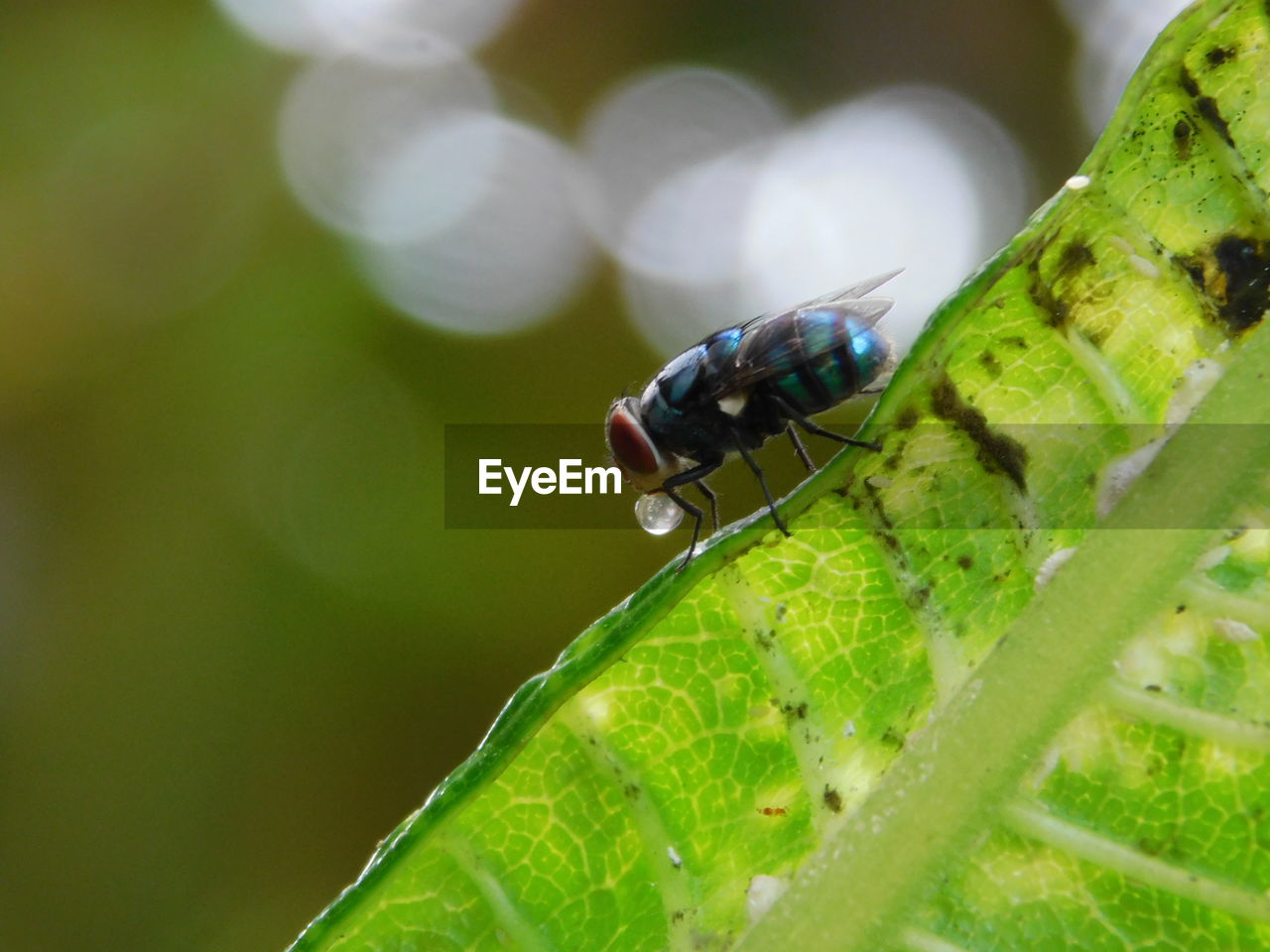 CLOSE-UP OF INSECT