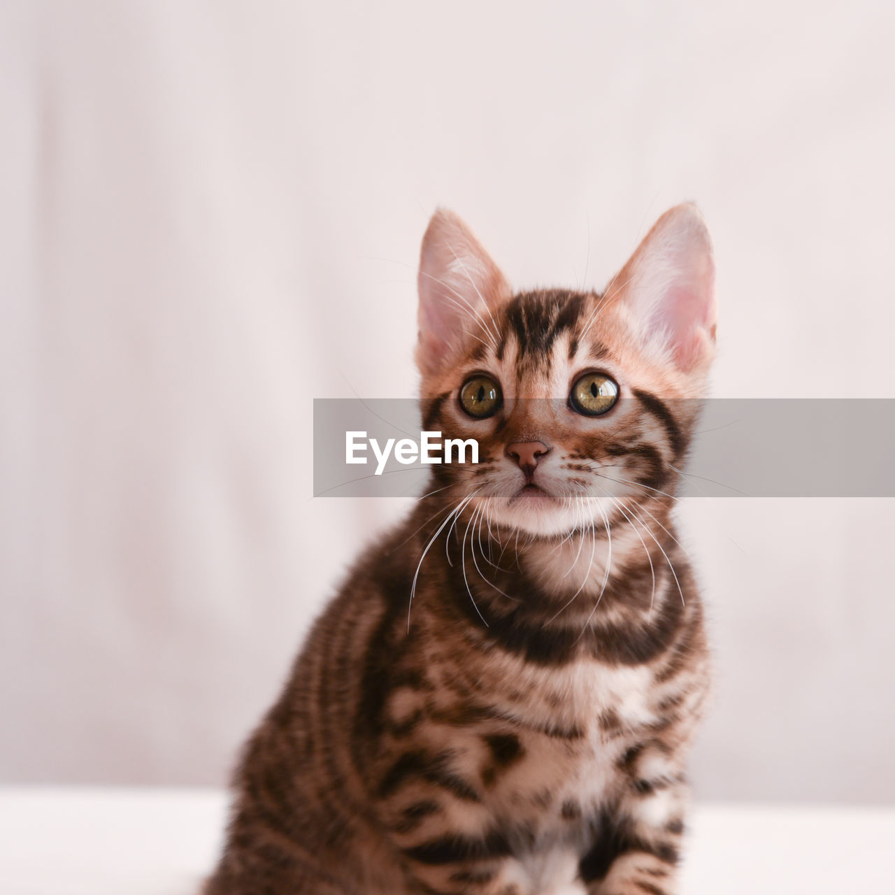 PORTRAIT OF TABBY KITTEN AGAINST WHITE BACKGROUND