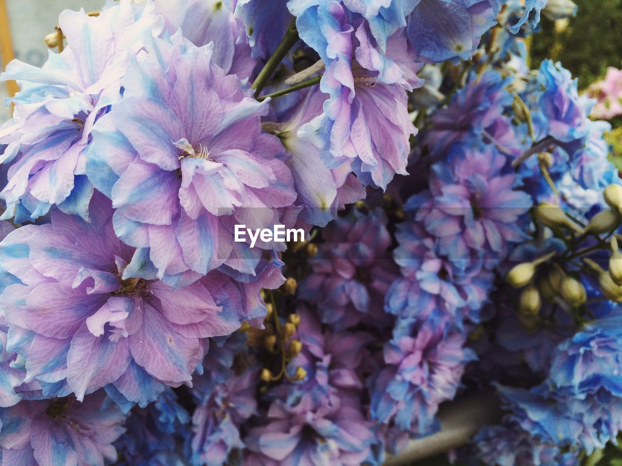 Close-up of purple flowers