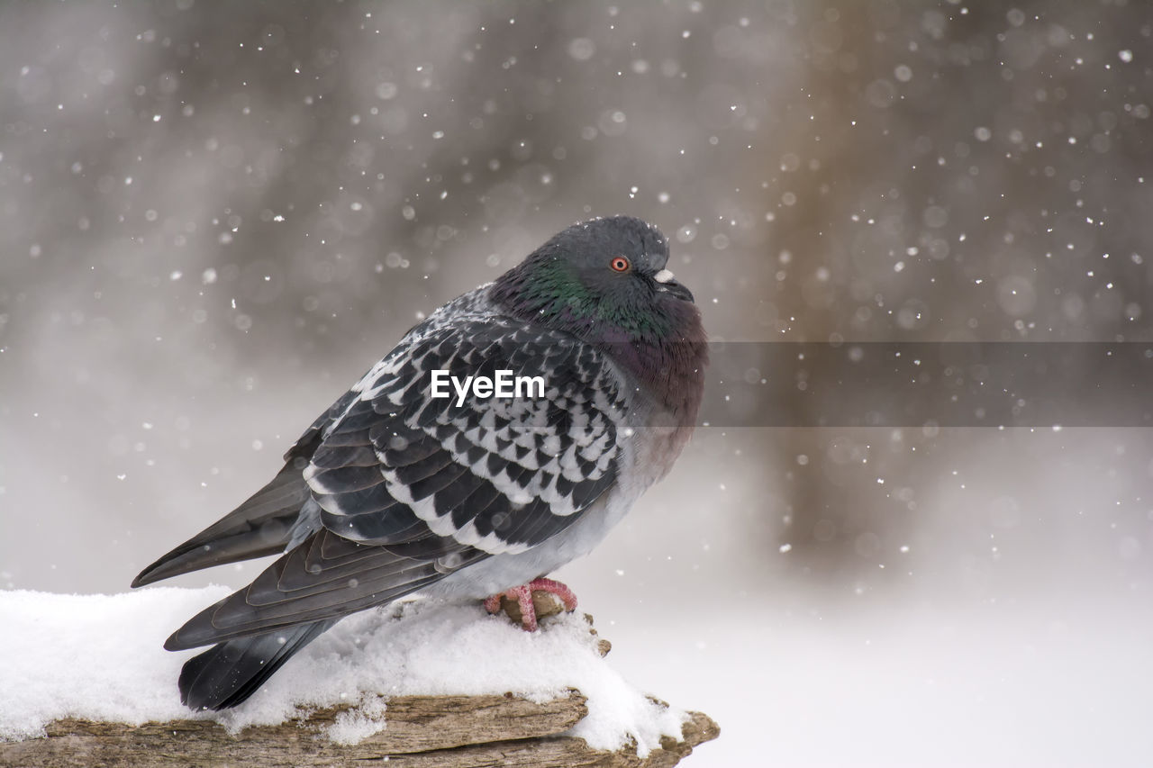 Pigeon in snow in winter