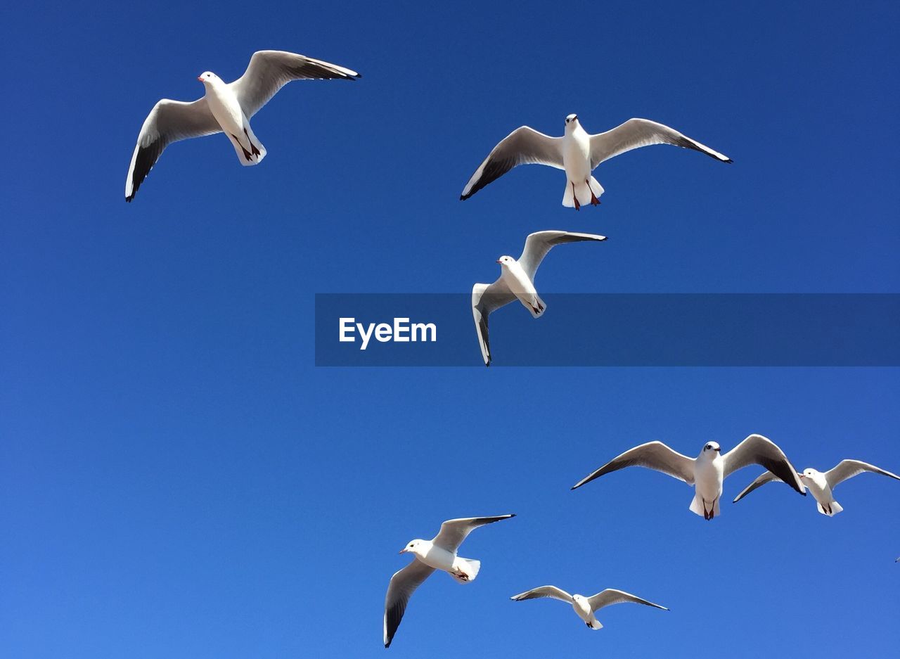 Low angle view of seagulls flying against clear blue sky