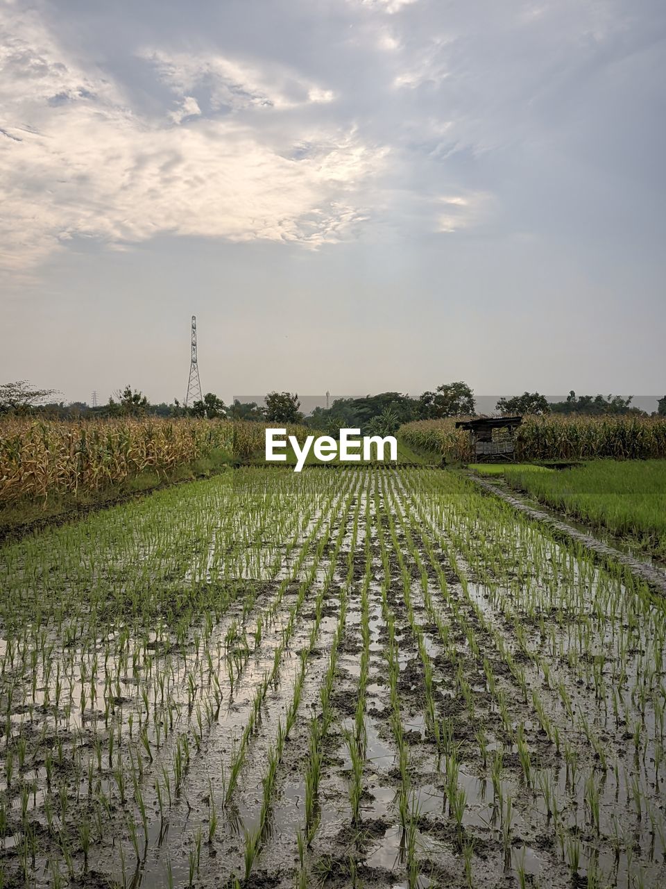 agriculture, landscape, environment, rural scene, field, sky, plant, crop, land, food and drink, growth, farm, nature, food, cloud, rural area, social issues, scenics - nature, paddy field, vegetable, beauty in nature, grass, no people, in a row, environmental conservation, water, outdoors, flower, tranquility, cereal plant, freshness, rice - food staple, plain, green, horizon, rice, rice paddy, healthy eating, tree, morning, business finance and industry, soil