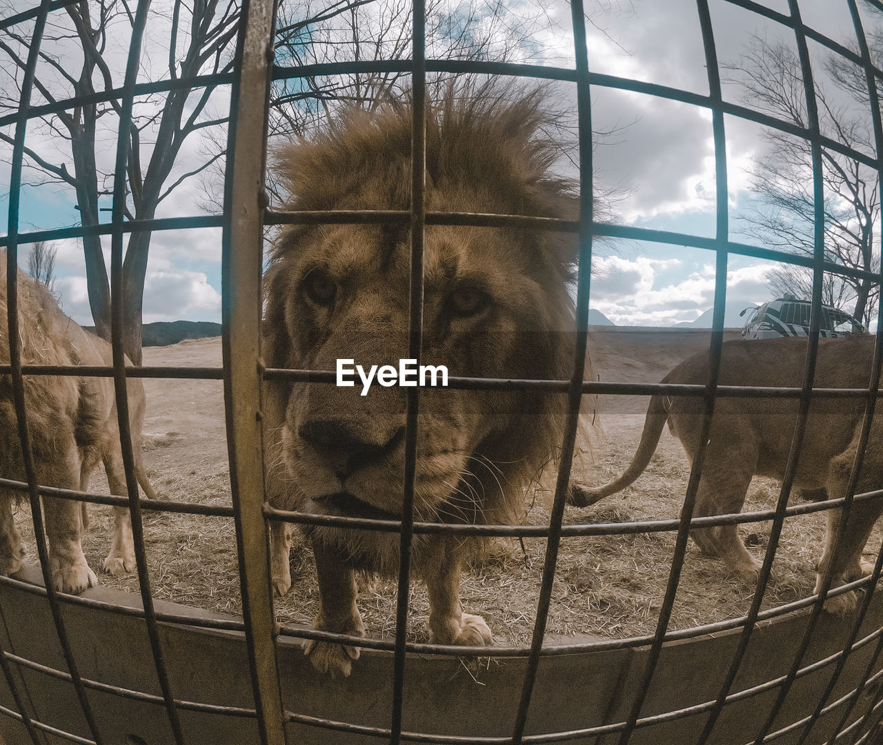 View of lion in cage at zoo