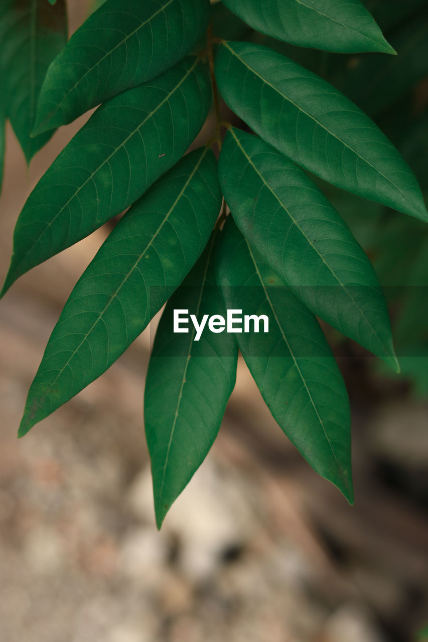 Close-up of green leaves