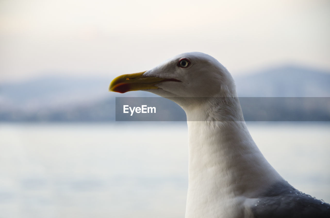 CLOSE-UP OF SEAGULL LOOKING AWAY