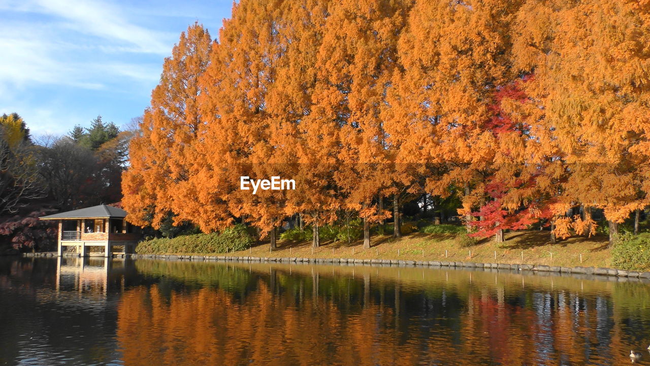 AUTUMN TREES BY LAKE AGAINST SKY