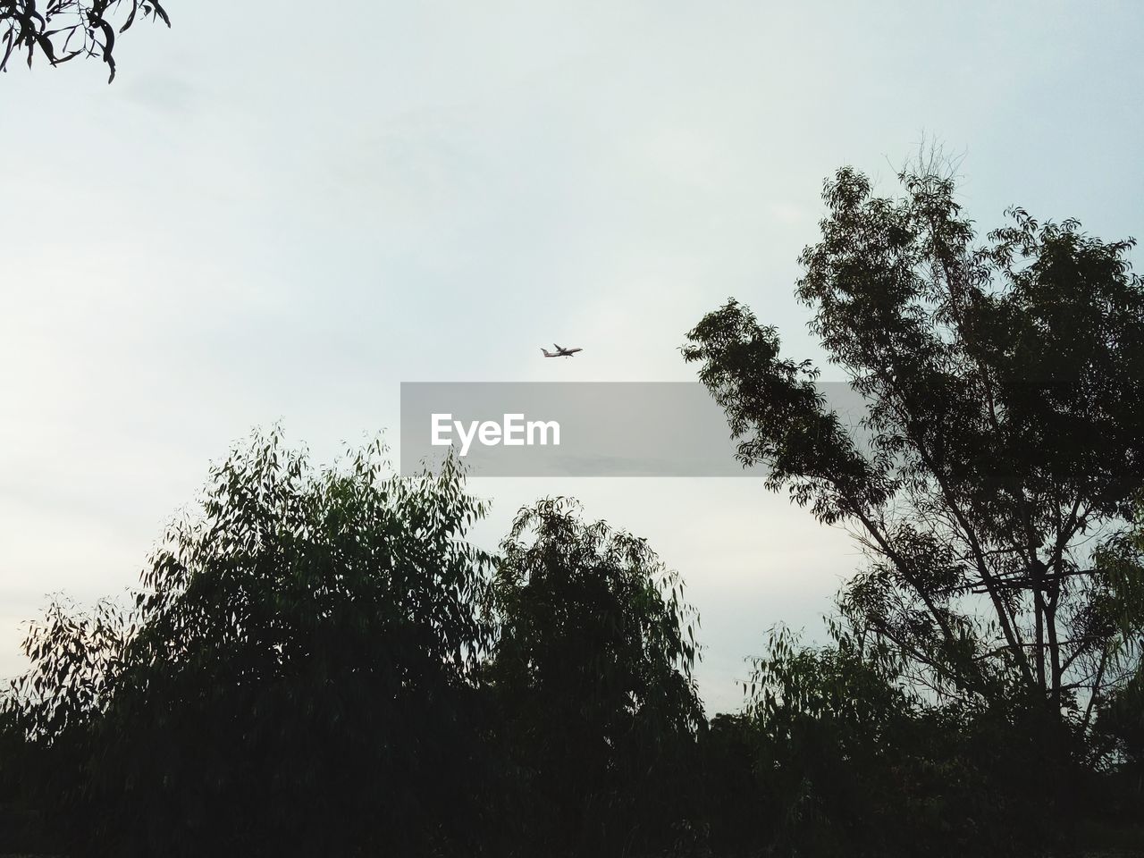 LOW ANGLE VIEW OF SILHOUETTE BIRD FLYING IN SKY