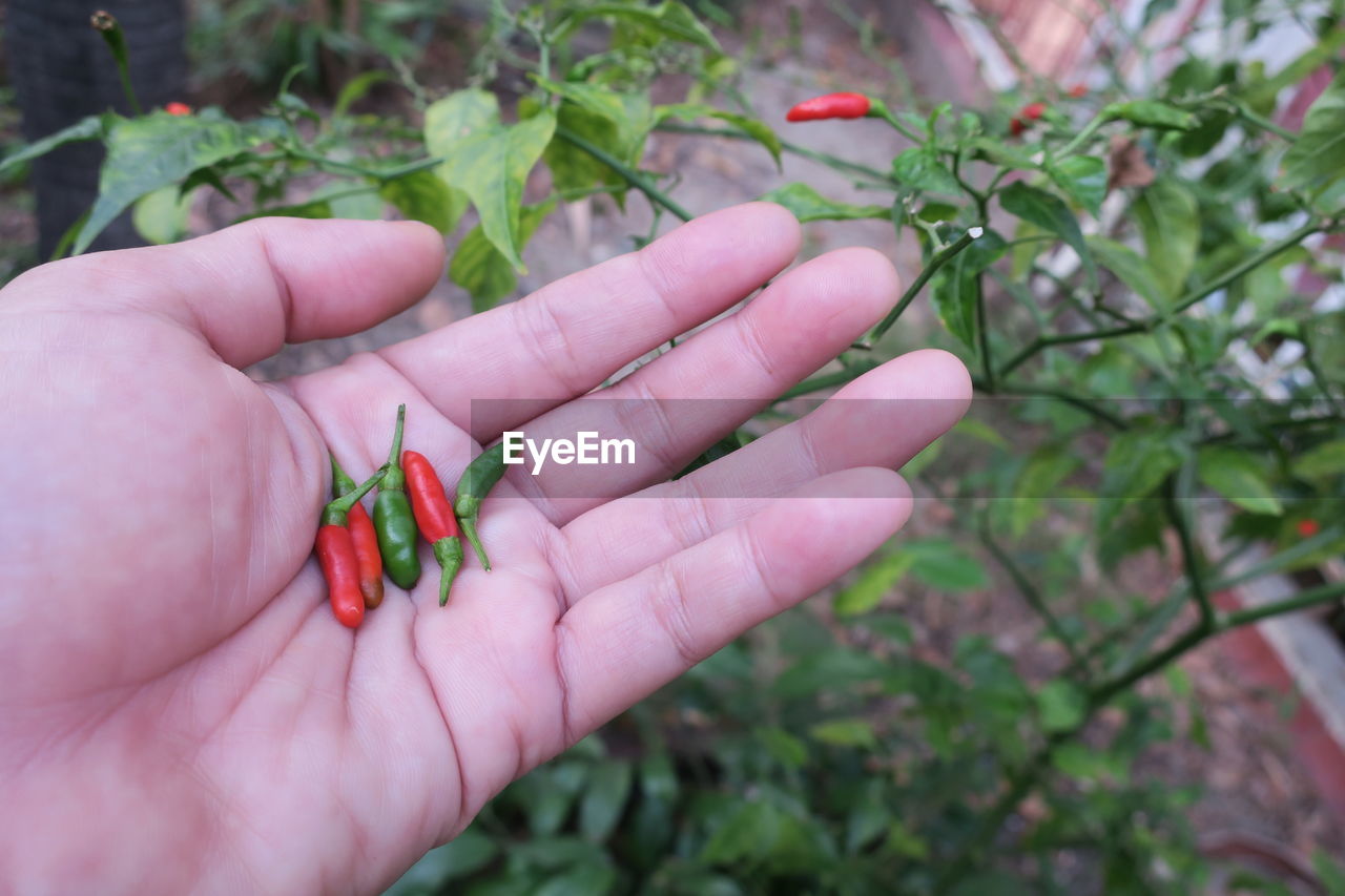 Cropped hand of woman holding red and green chili peppers in garden