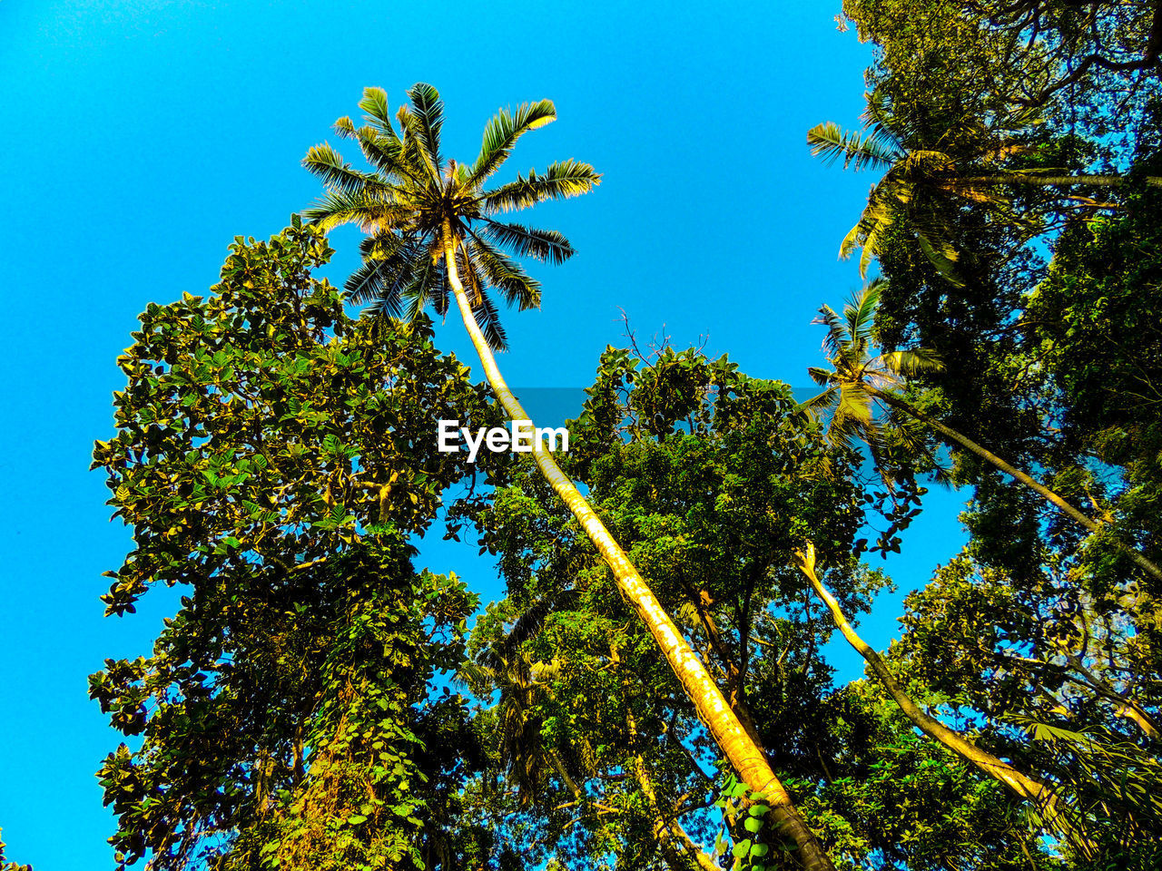 Low angle view of trees against clear blue sky