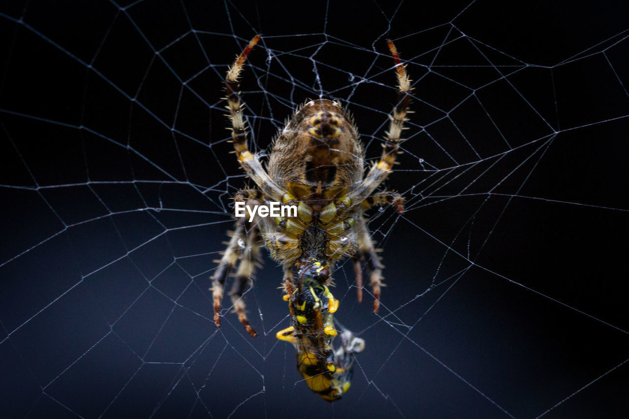 CLOSE-UP OF SPIDER