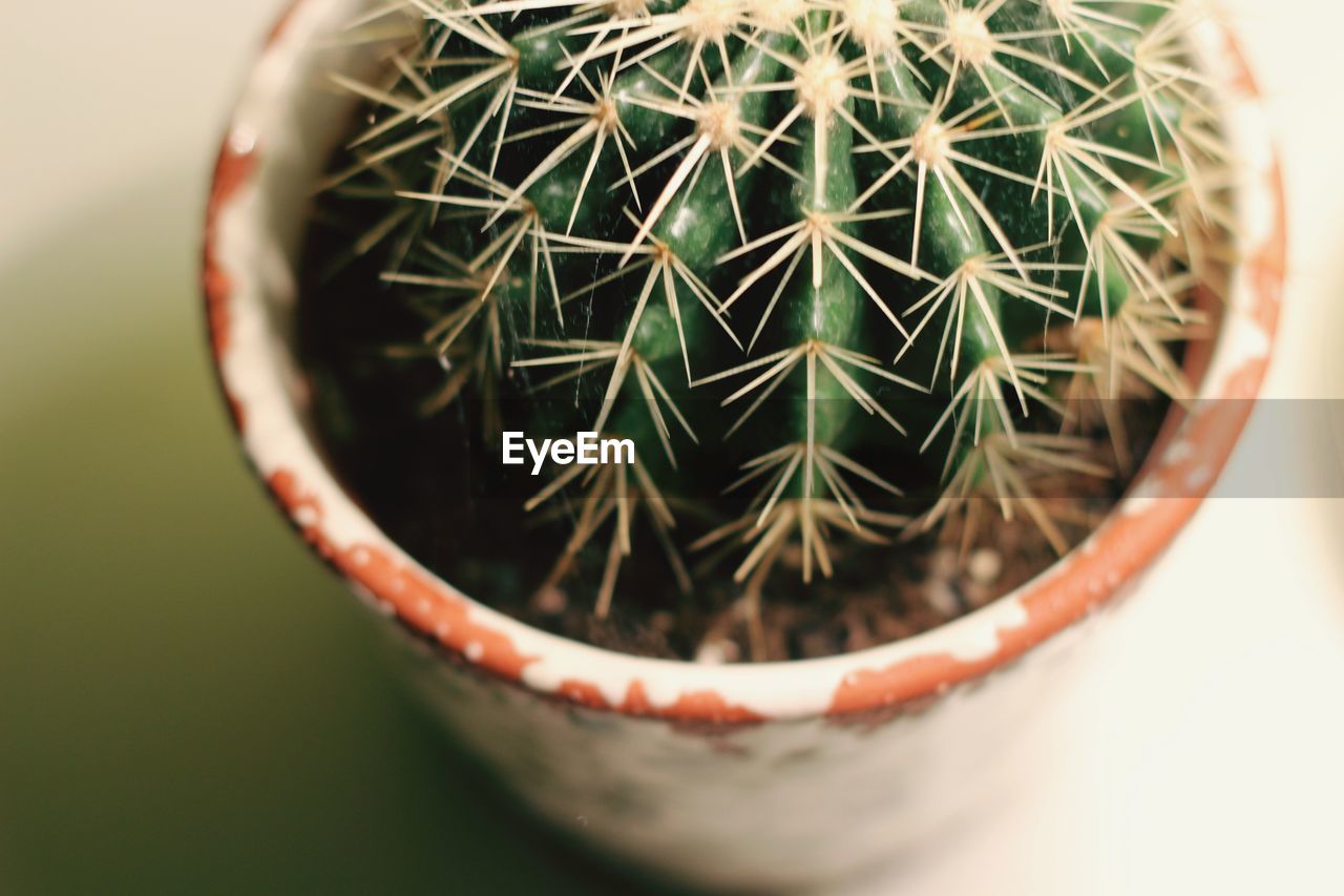 HIGH ANGLE VIEW OF POTTED CACTUS