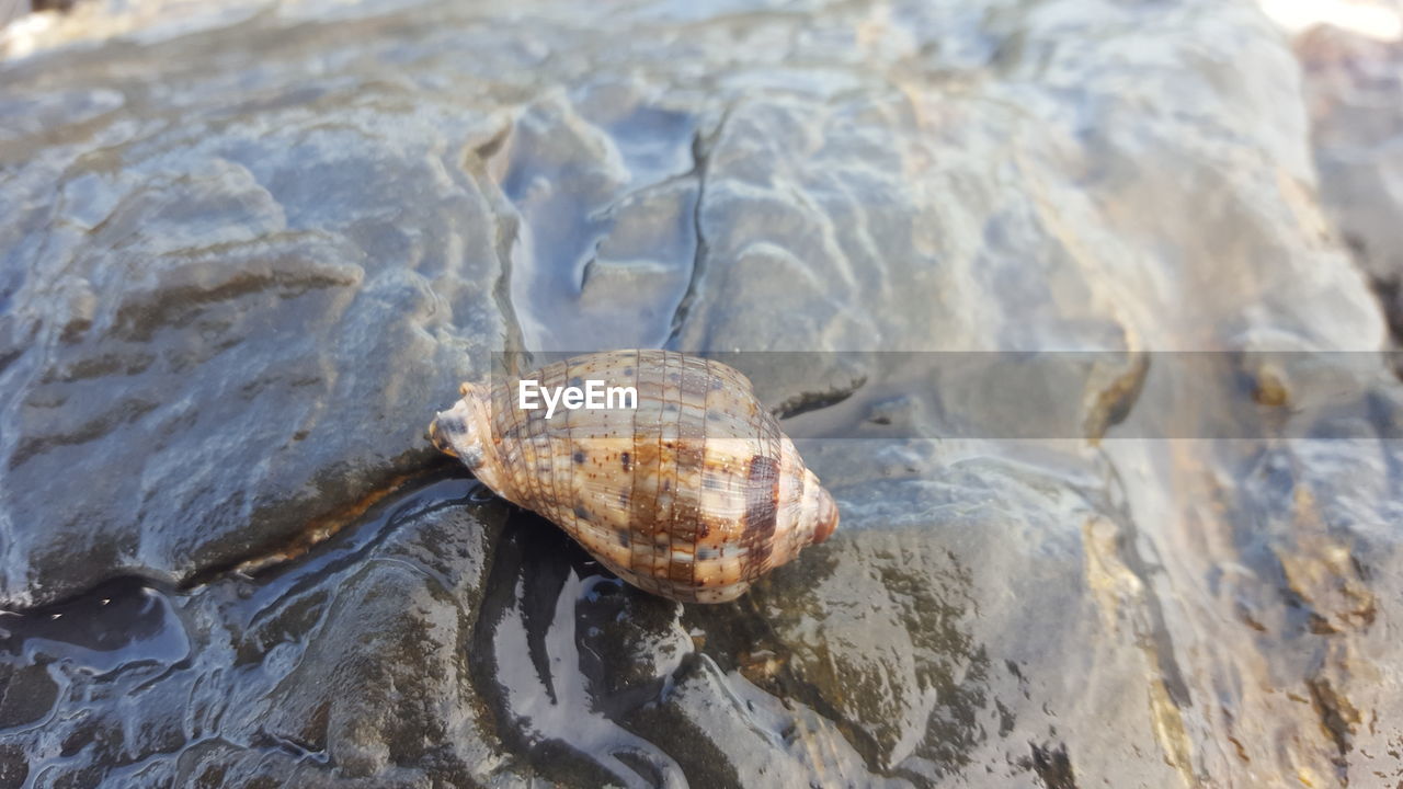 Close-up of turtle in water