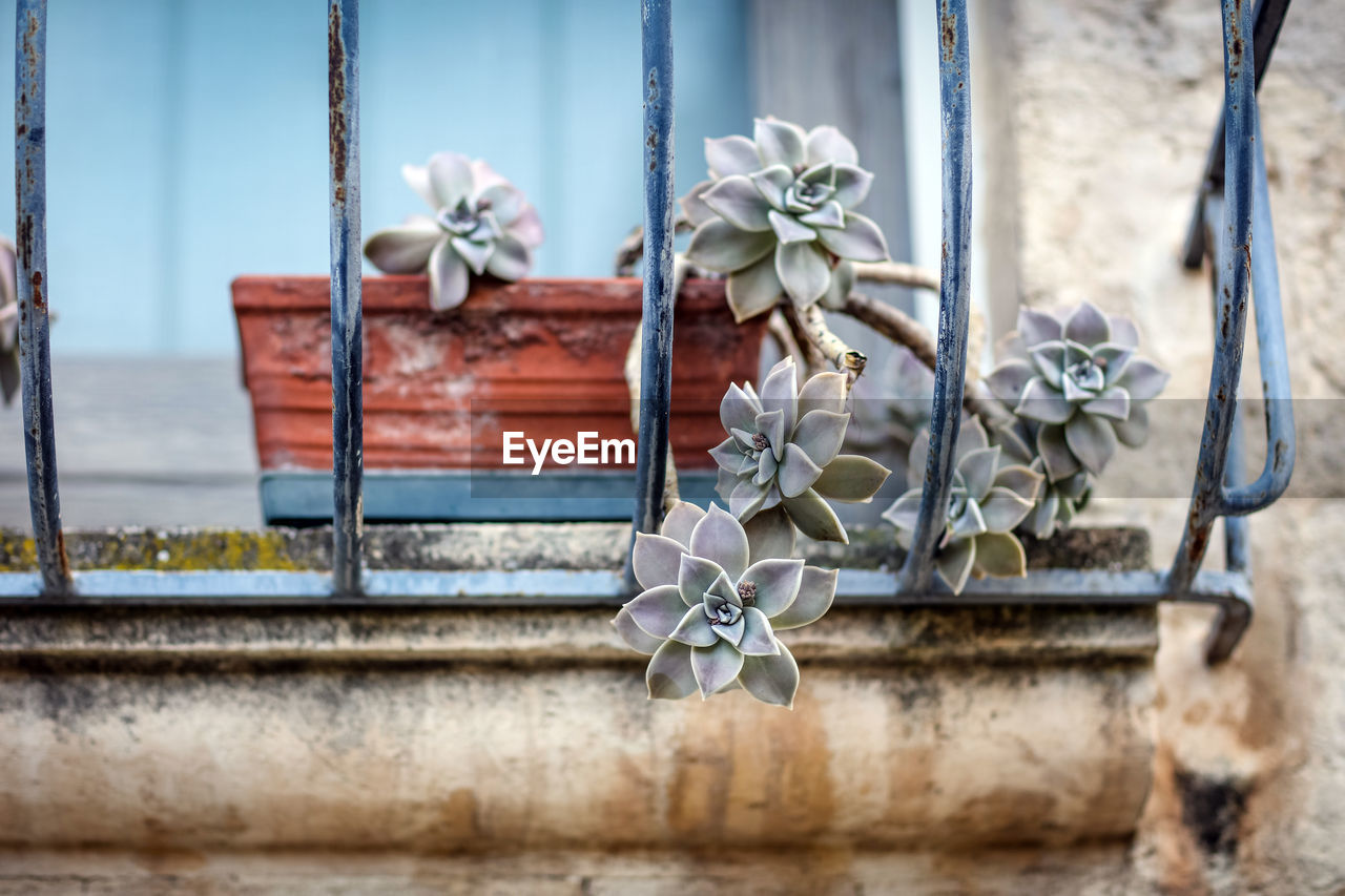 Echeveria on window sill