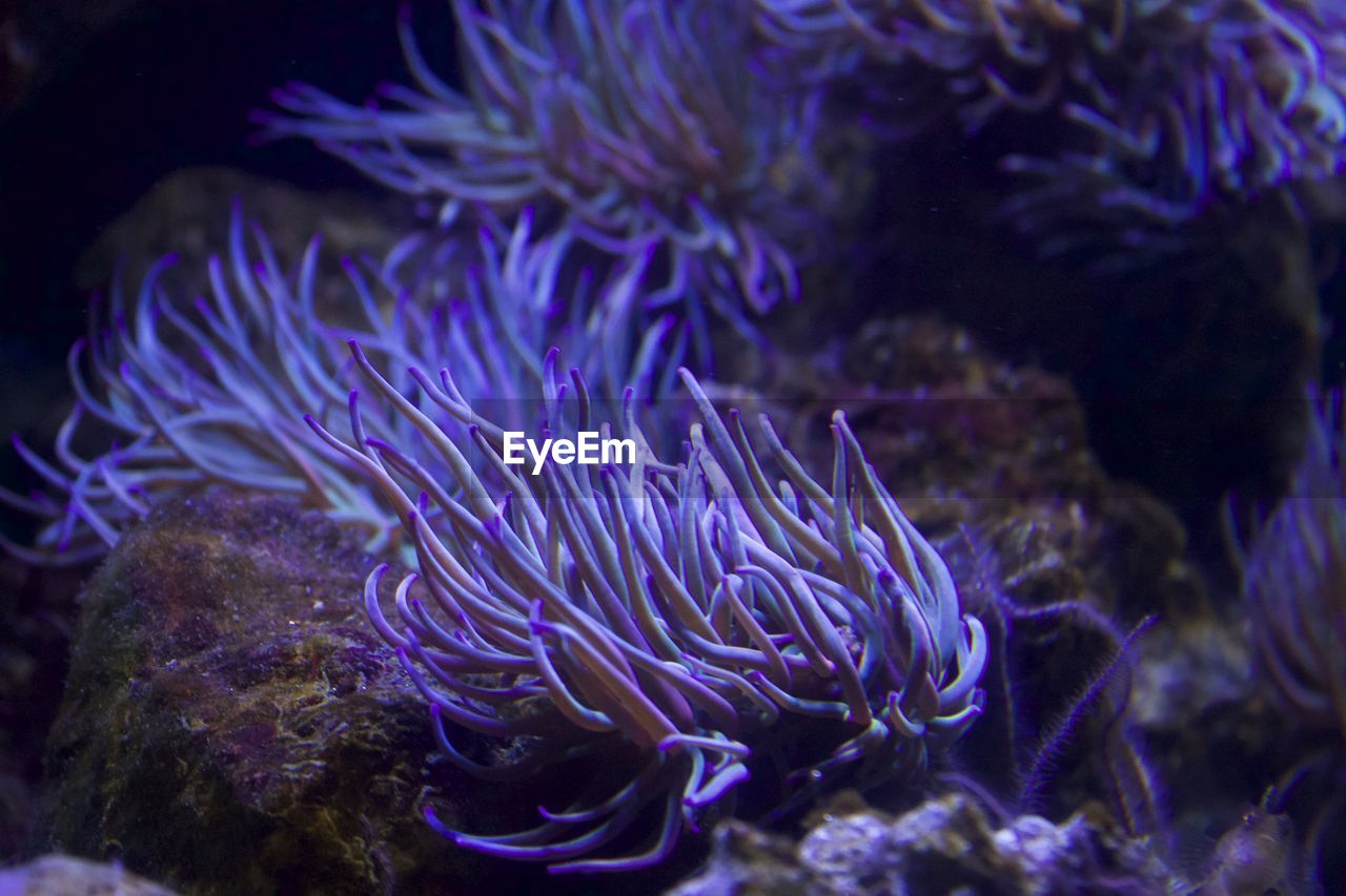 Close-up of anemone in aquarium 