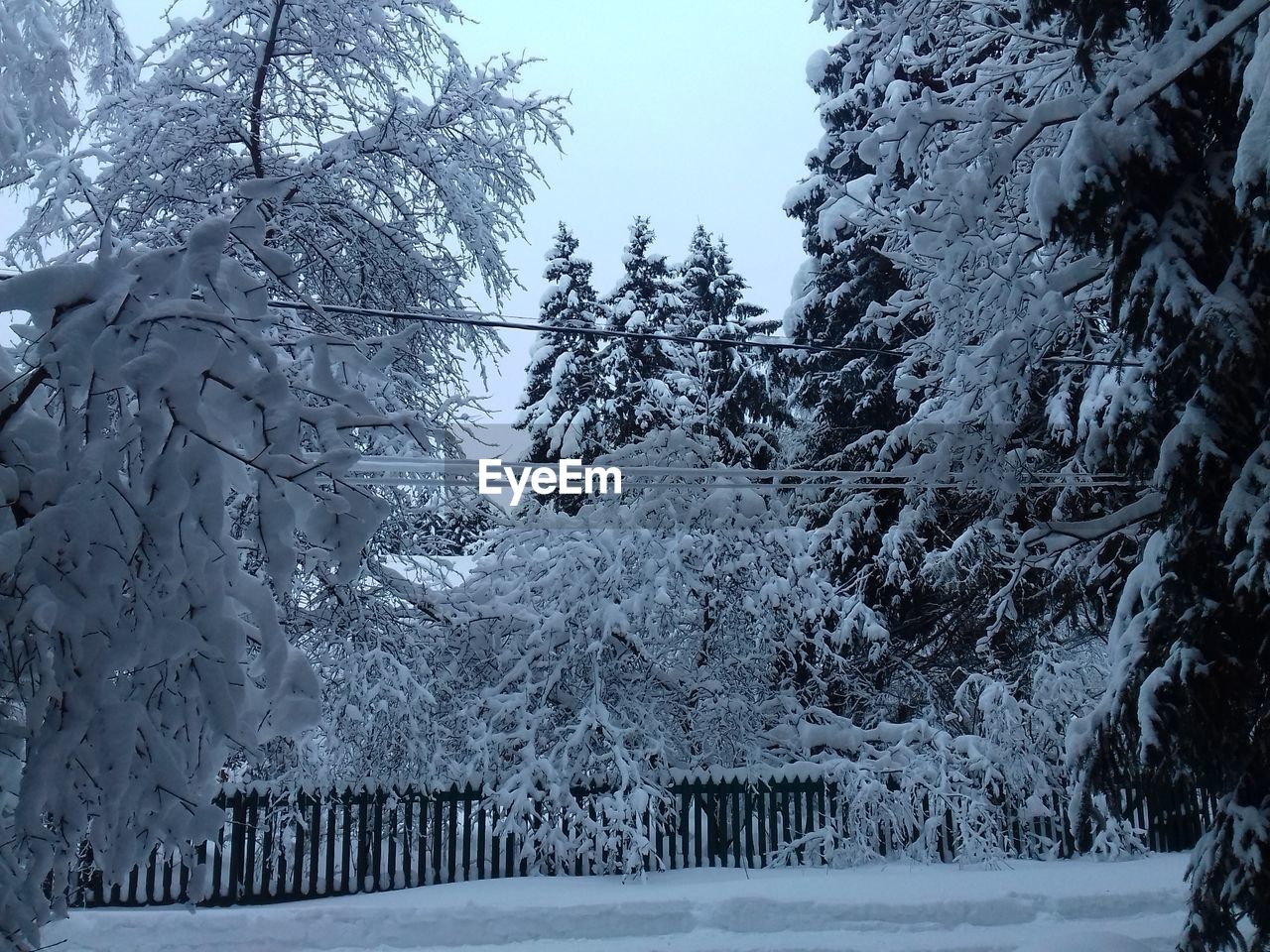 SNOW COVERED TREES ON FIELD