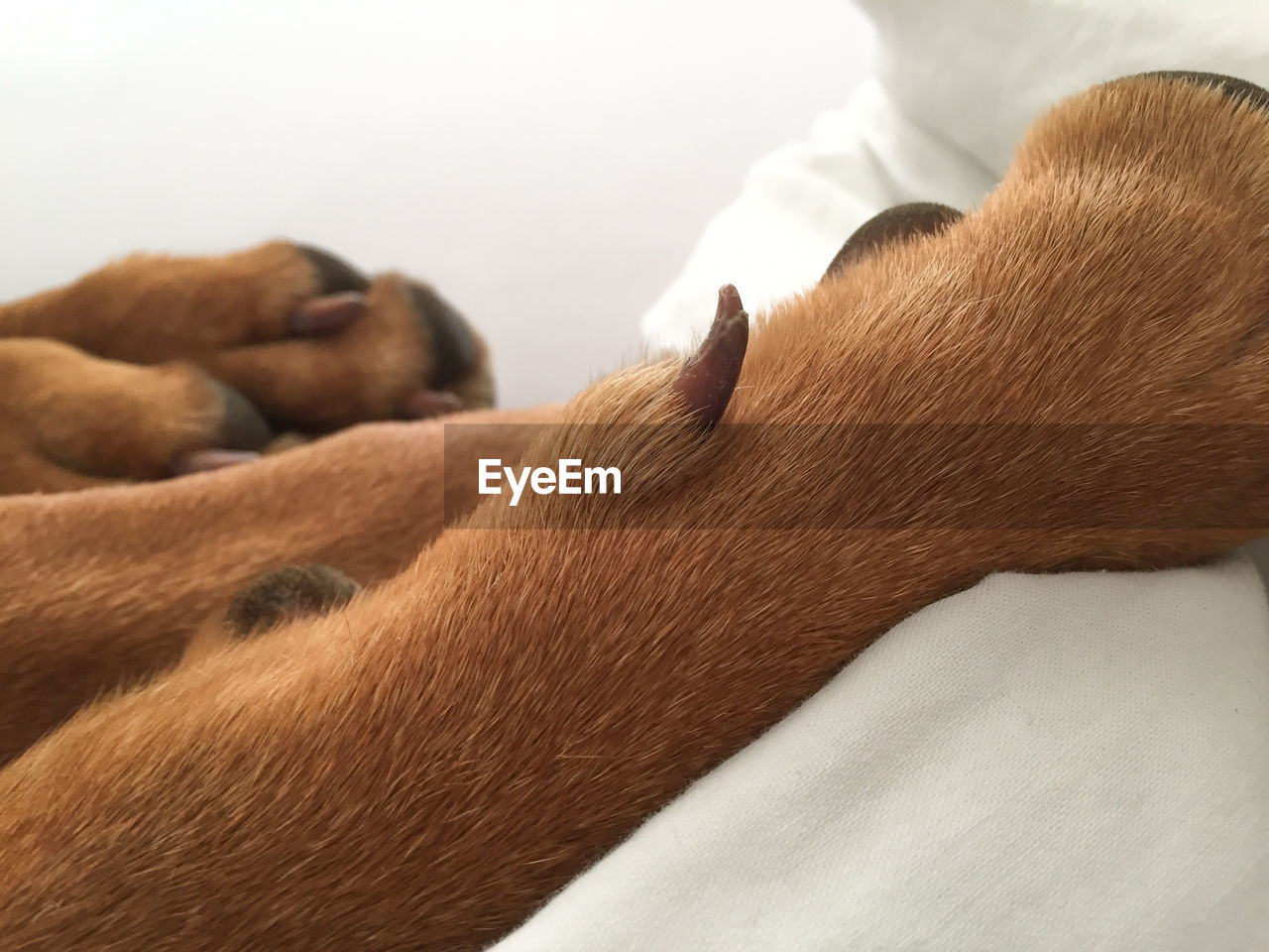 Close-up of dog on bed