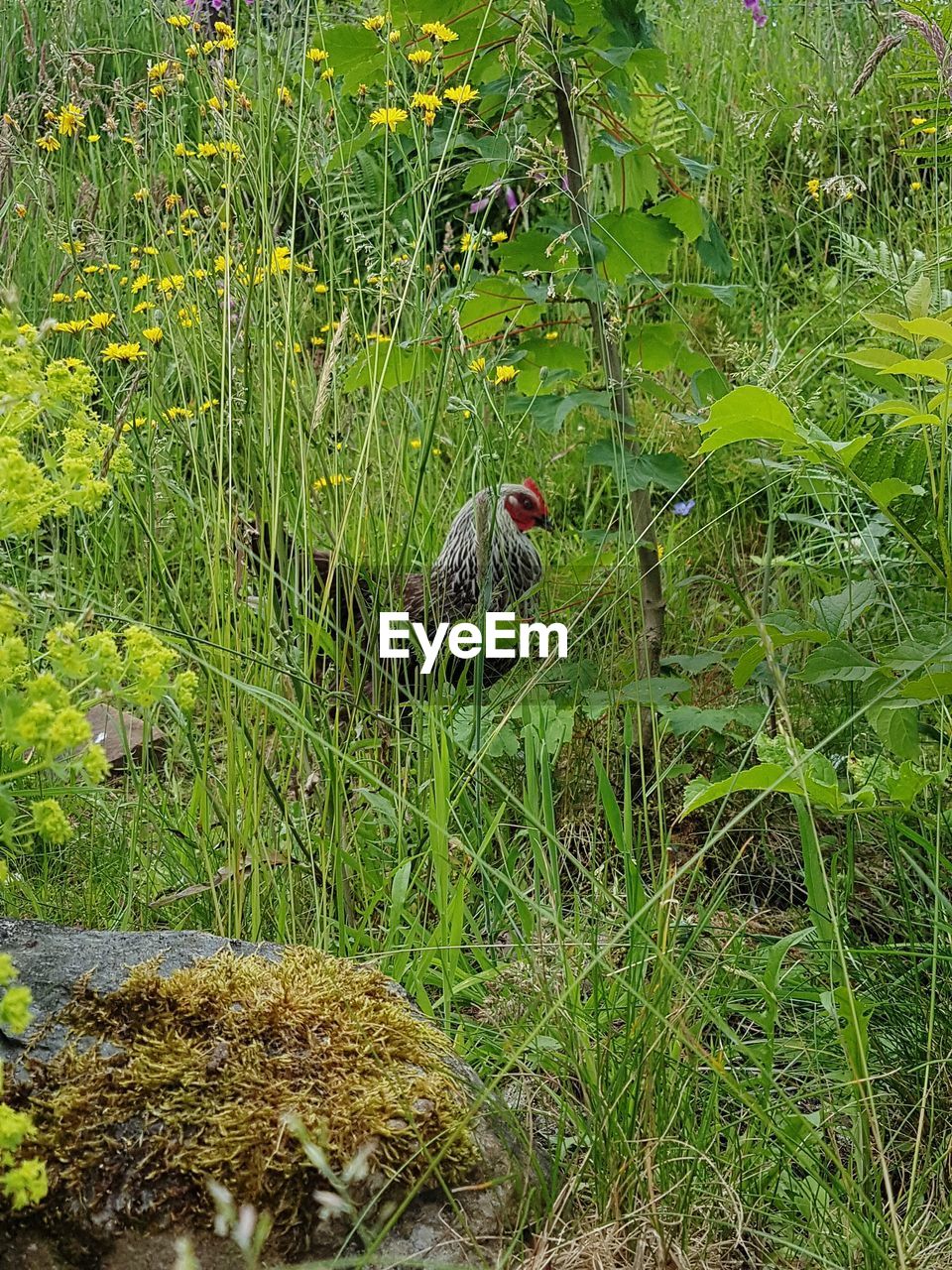 BIRD PERCHING ON PLANT IN FIELD